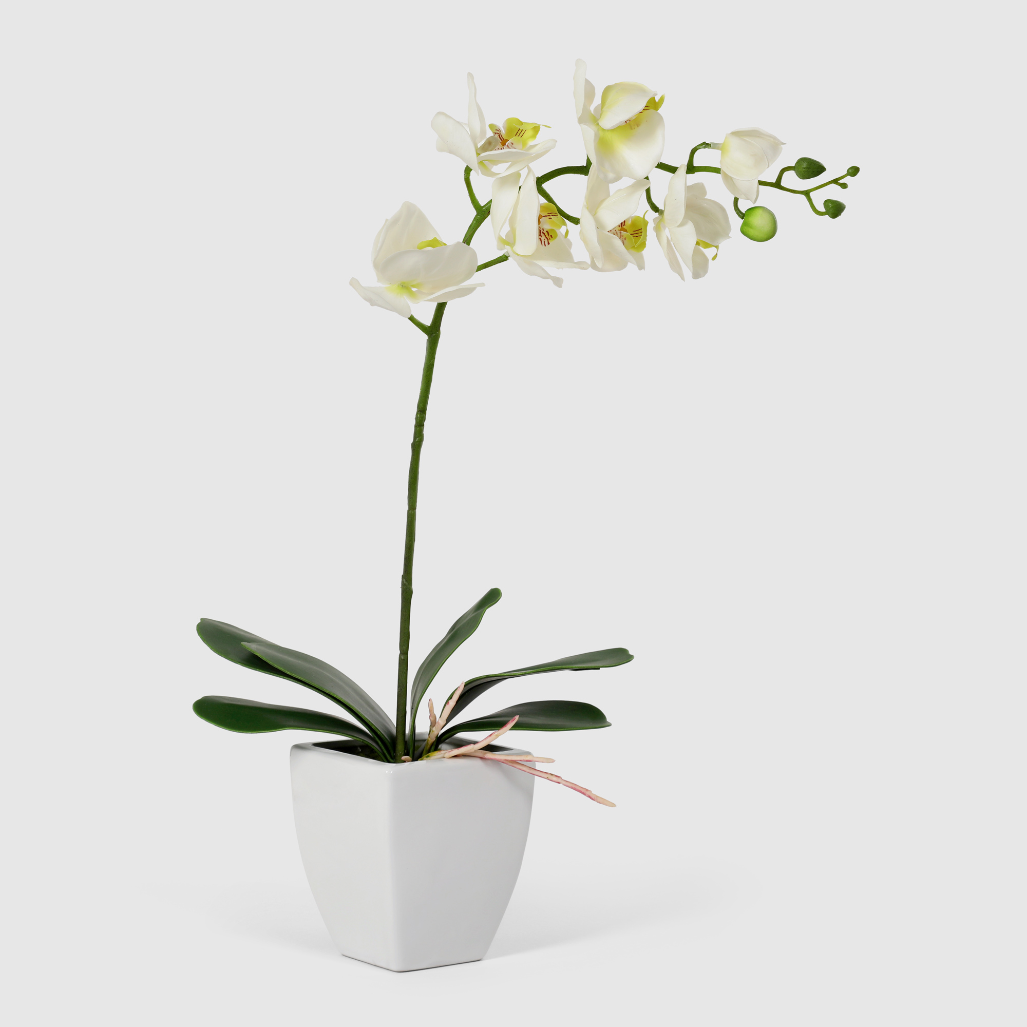 Орхидея Конэко-О 578_10159_185 в белом кашпо 60 см, цвет белый