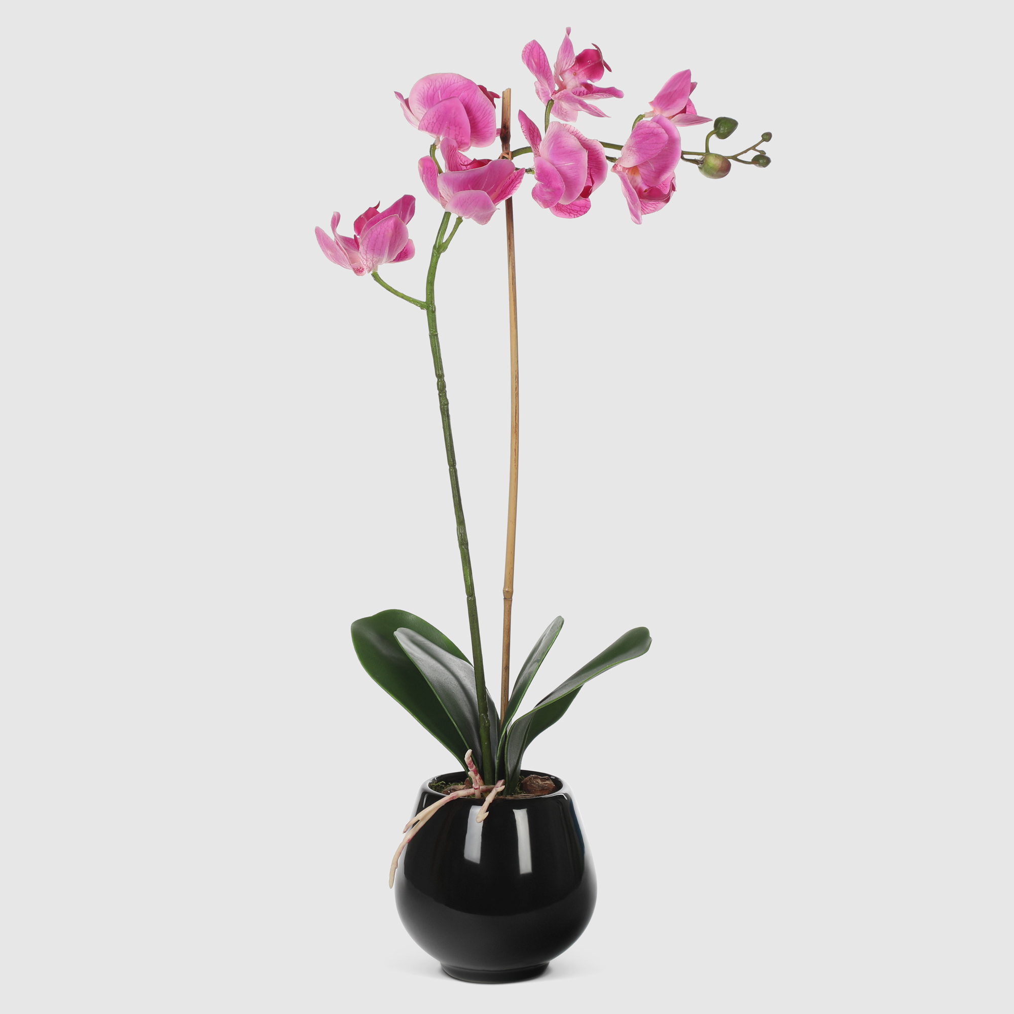 Орхидея в черном кашпо Конэко-О 566_10164185 50 см
