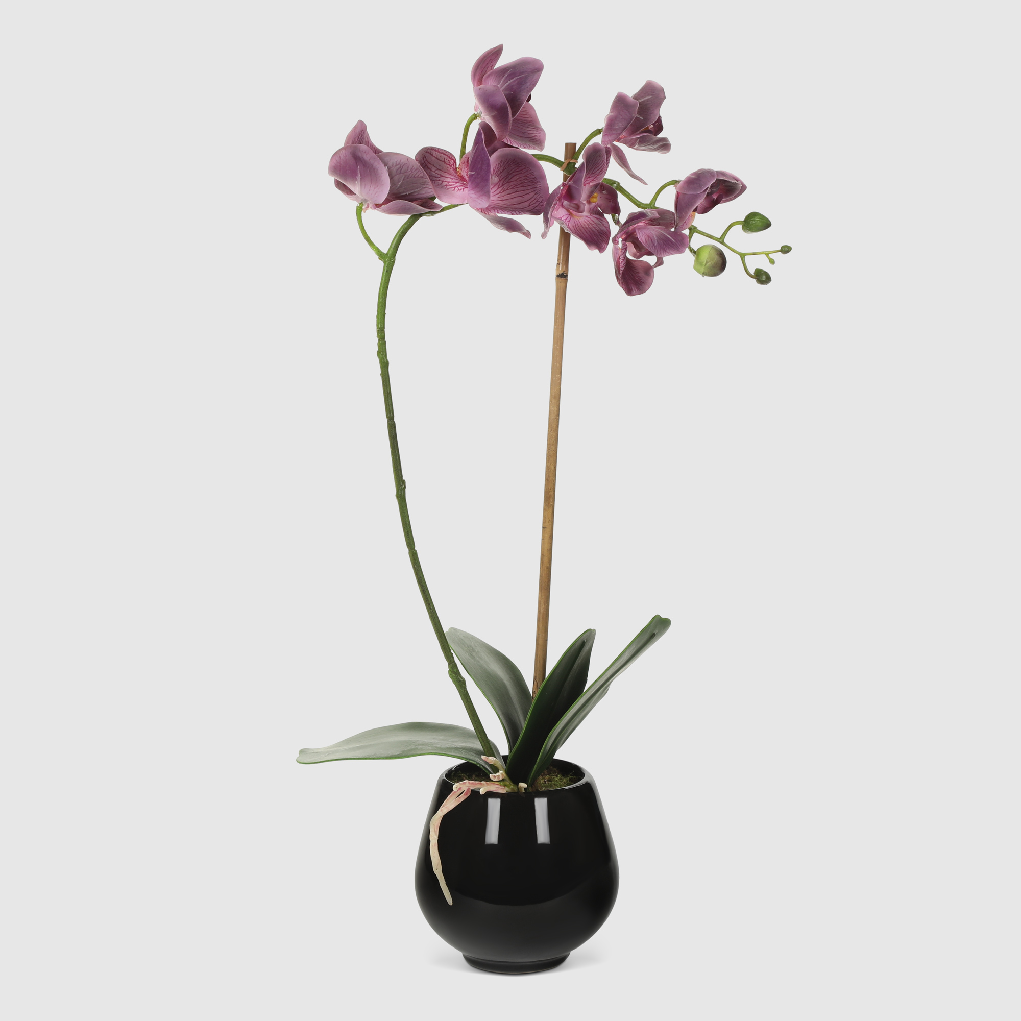 Орхидея Конэко-О 572_10164185 в черном кашпо 50 см, цвет фиолетовый