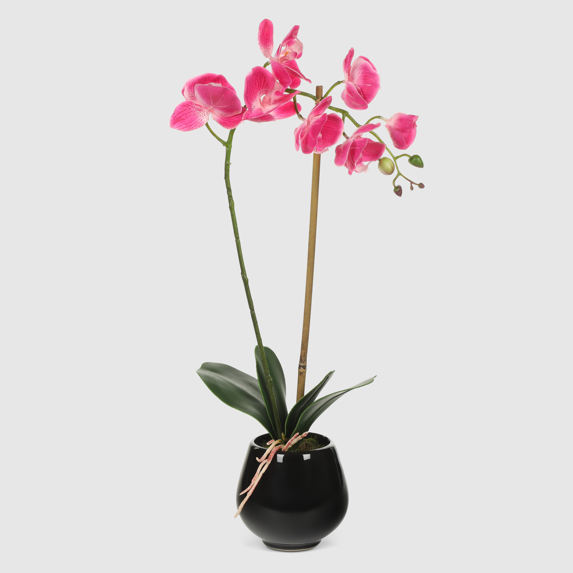 Орхидея Конэко-О 574_10164185 в черном кашпо 50 см, цвет розовый