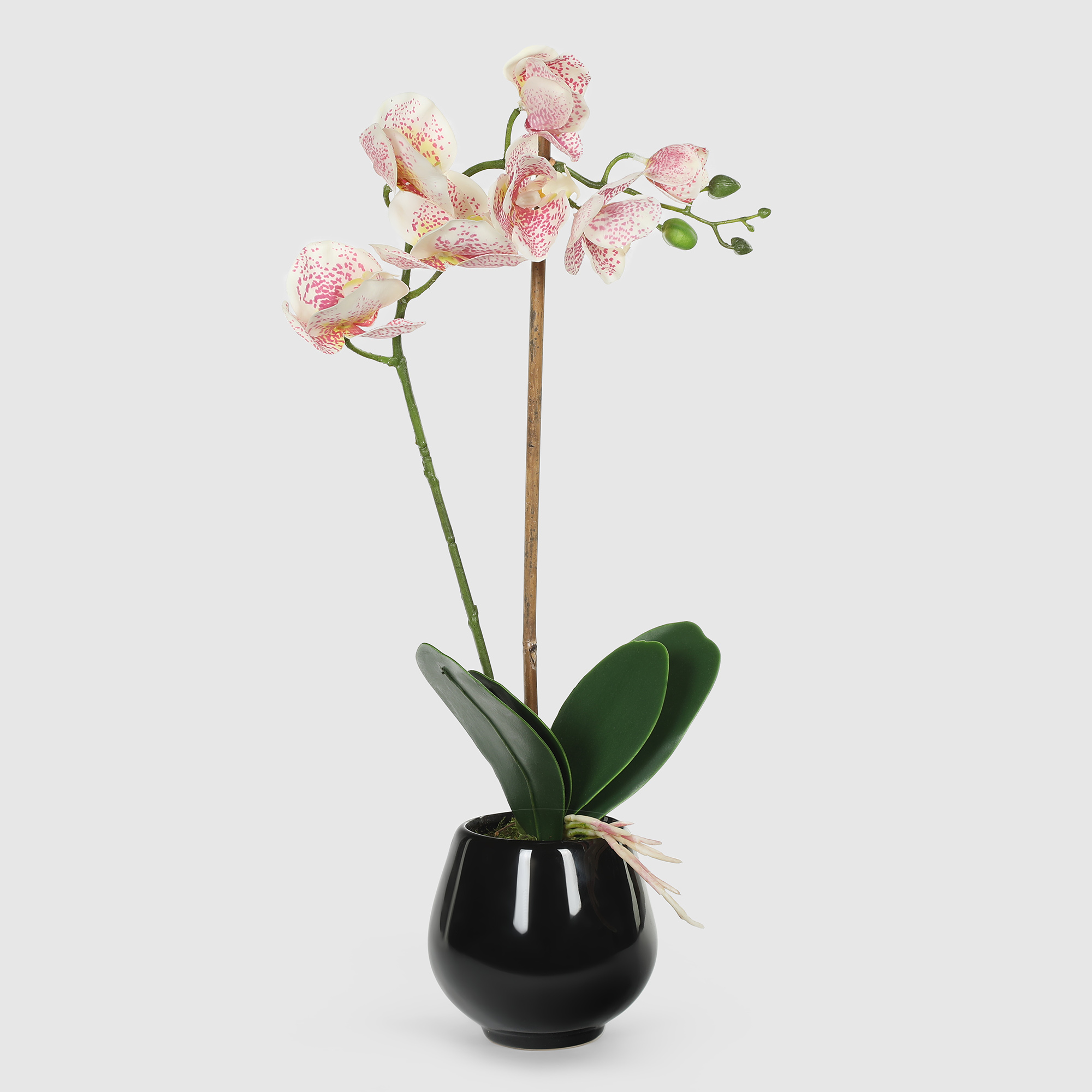 Орхидея в черном кашпо Конэко-О 576_10164185 50 см