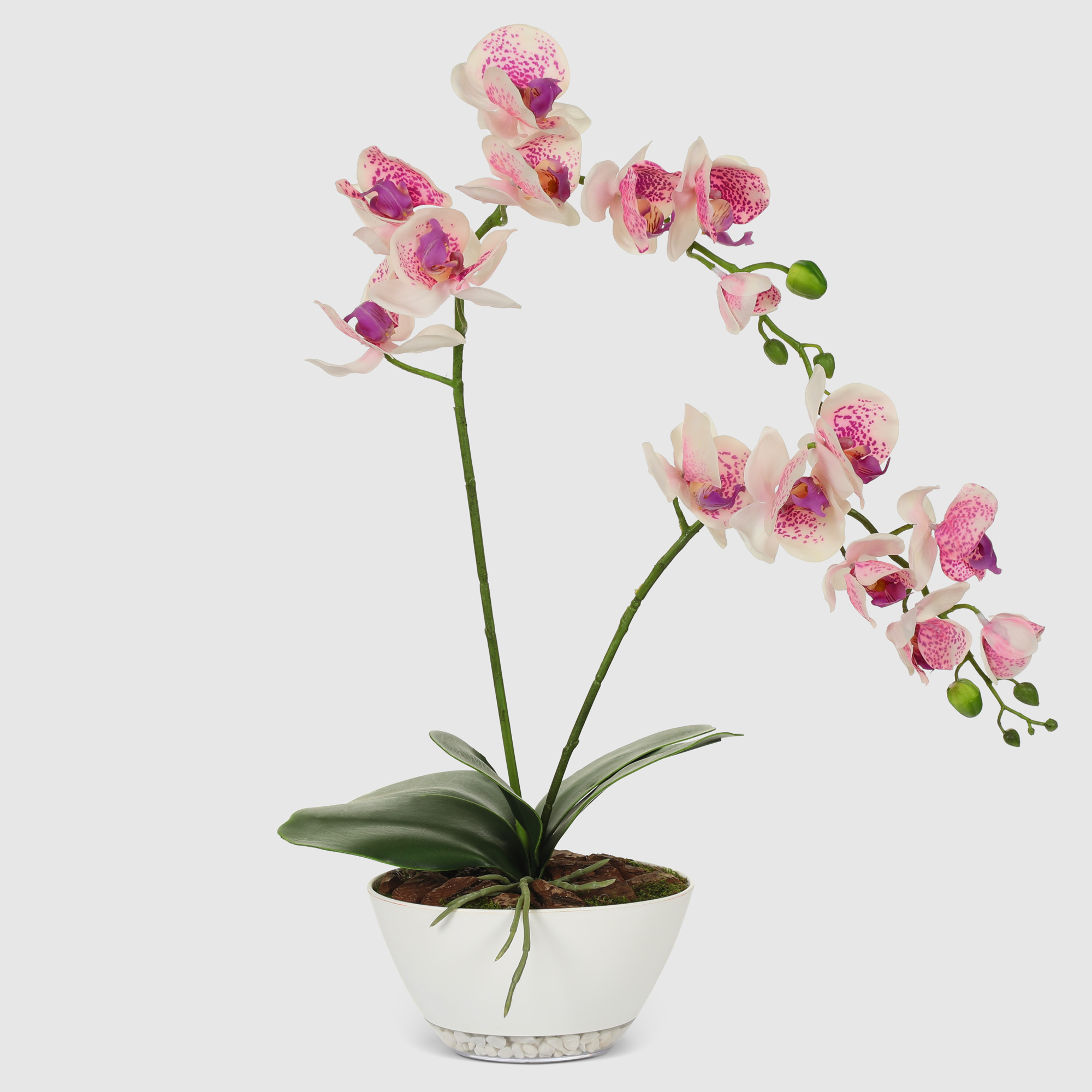 фото Орхидея конэко-о 566_792 кашпо-лодочка 65 см