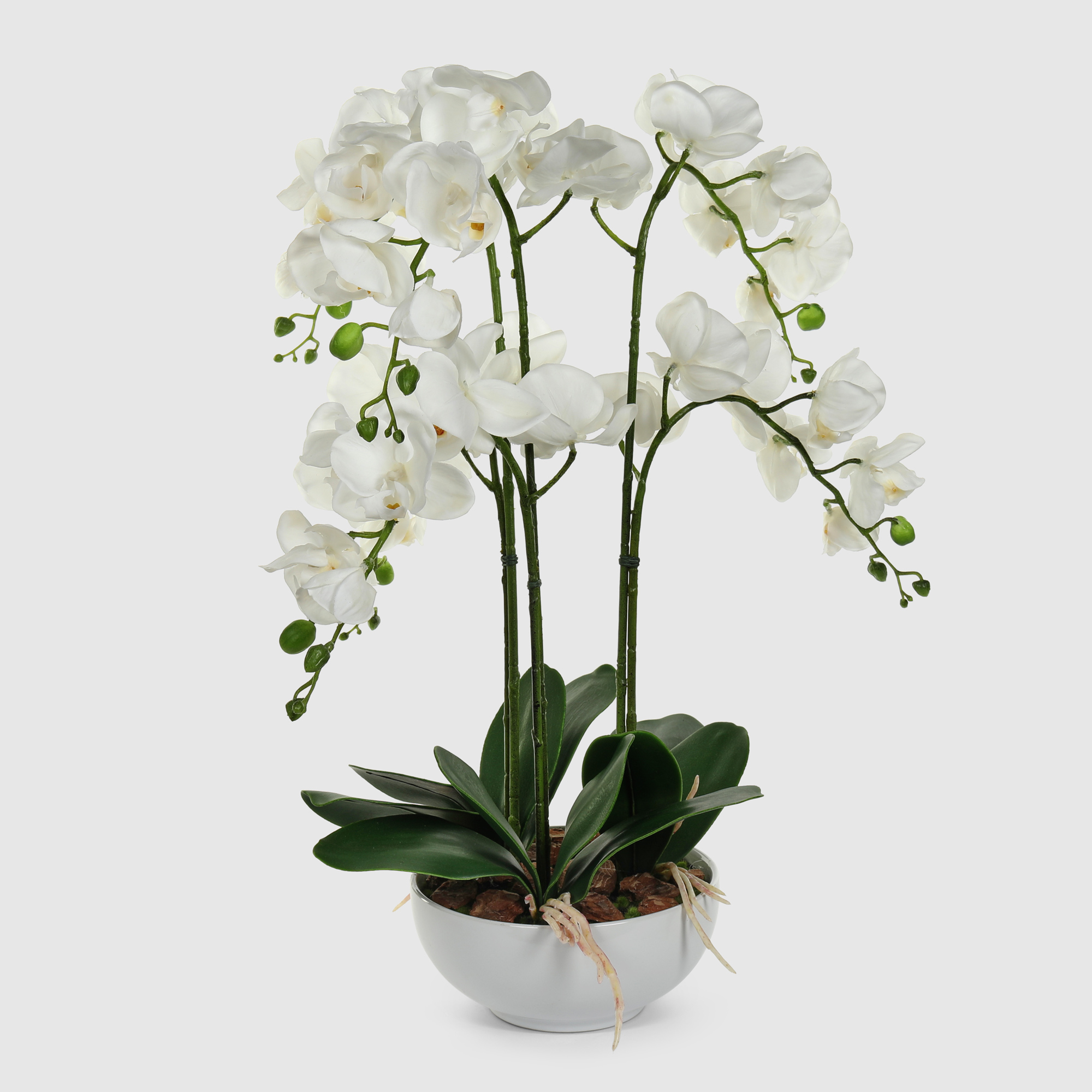 Орхидея Конэко-О 554_x6_10157 в белом кашпо 60 см, цвет белый