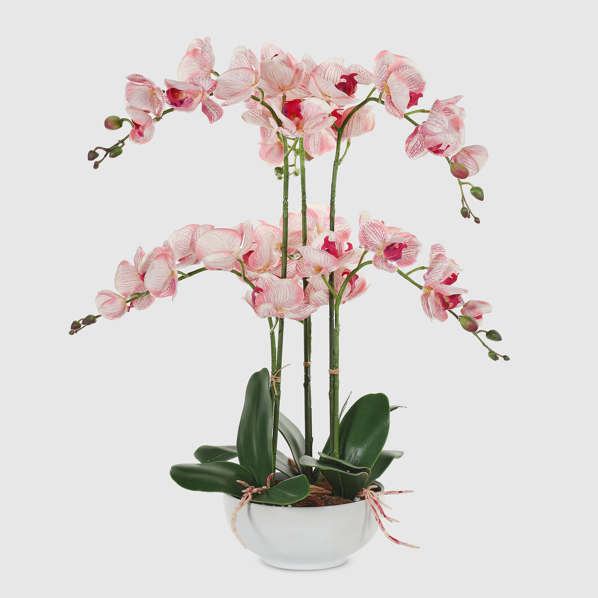 Орхидея в белом кашпо Конэко-О 556_x6_10157 60 см плющ конэко о ампельный с мелким листом высота 60 см в кашпо 14х14х12 см