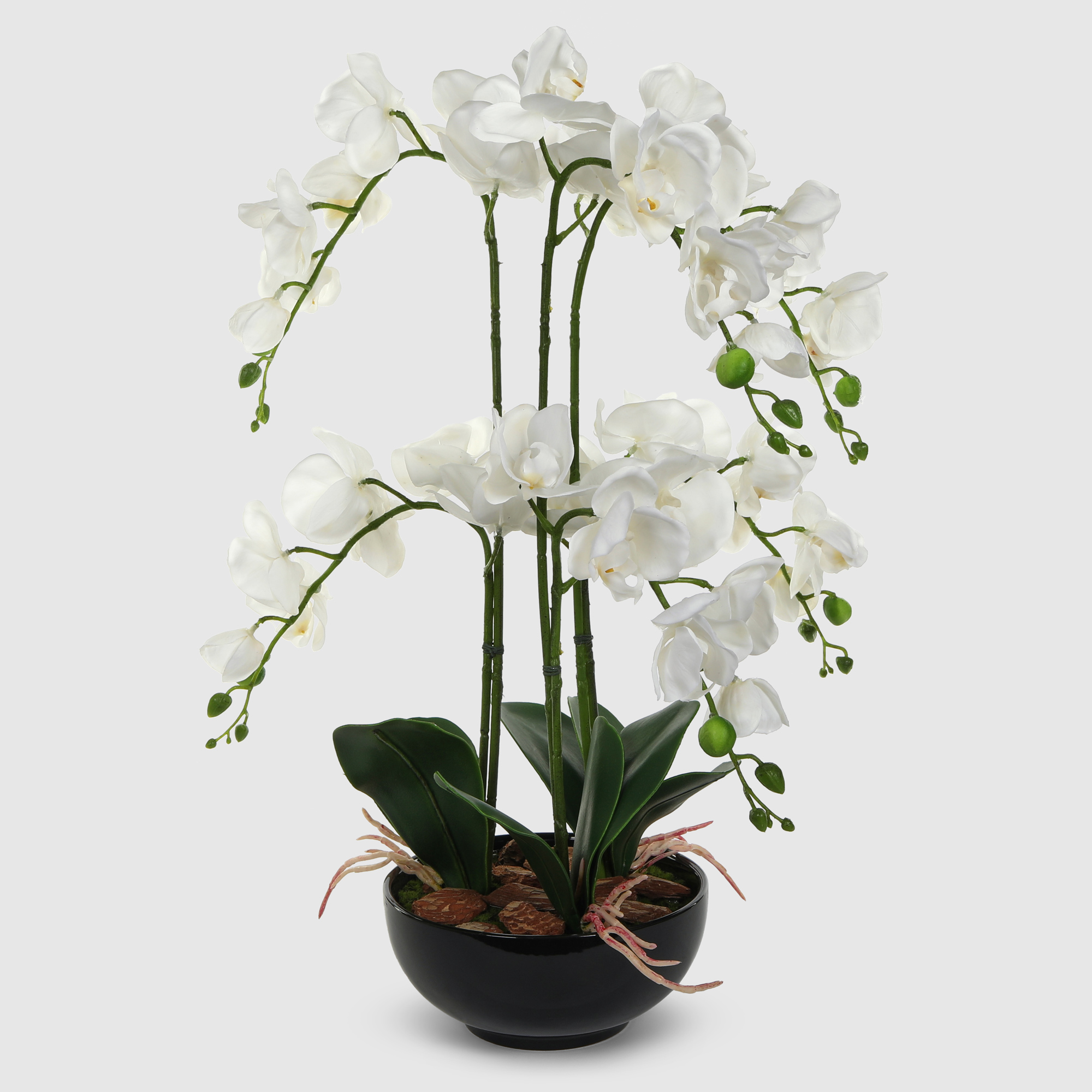 Орхидея Конэко-О 554_x6_10156 в черном кашпо 60 см орхидея фаленопсис конэко о в кашпо 70 см