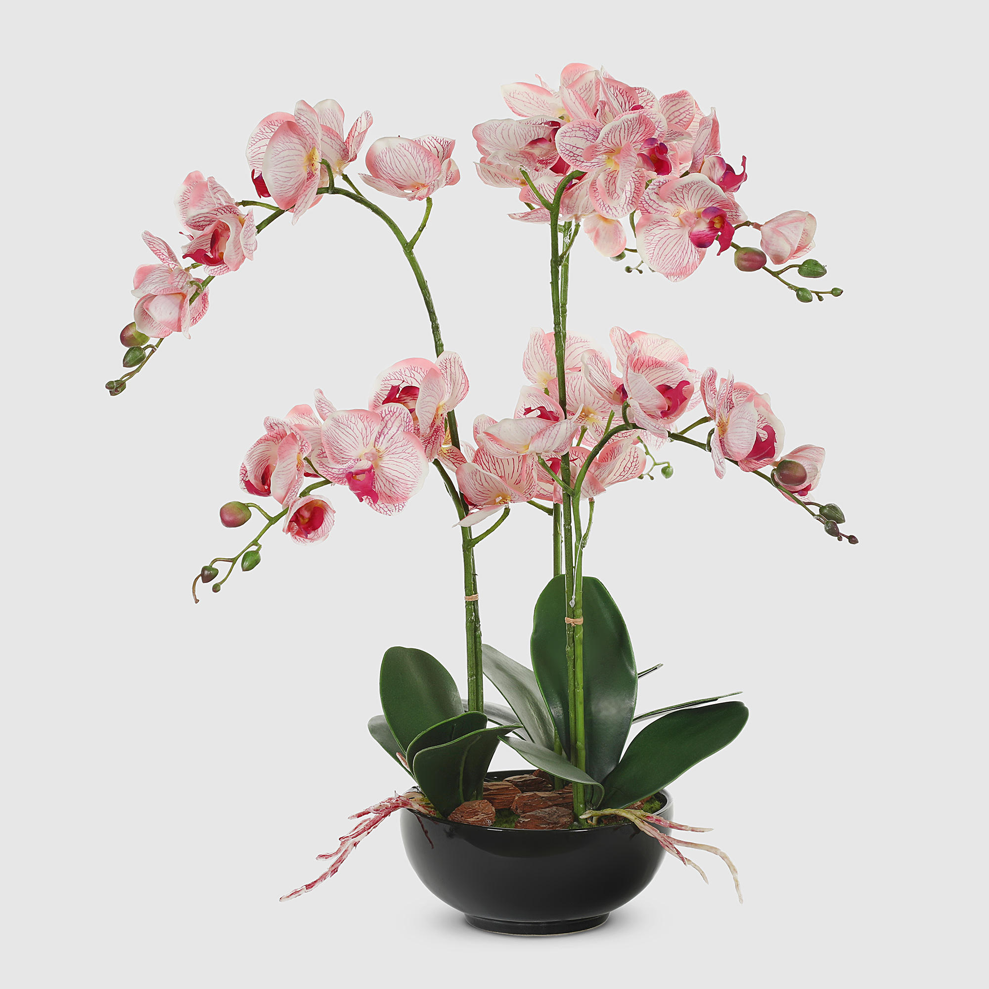 Орхидея Конэко-О 556_x6_10156 в черном кашпо 60 см