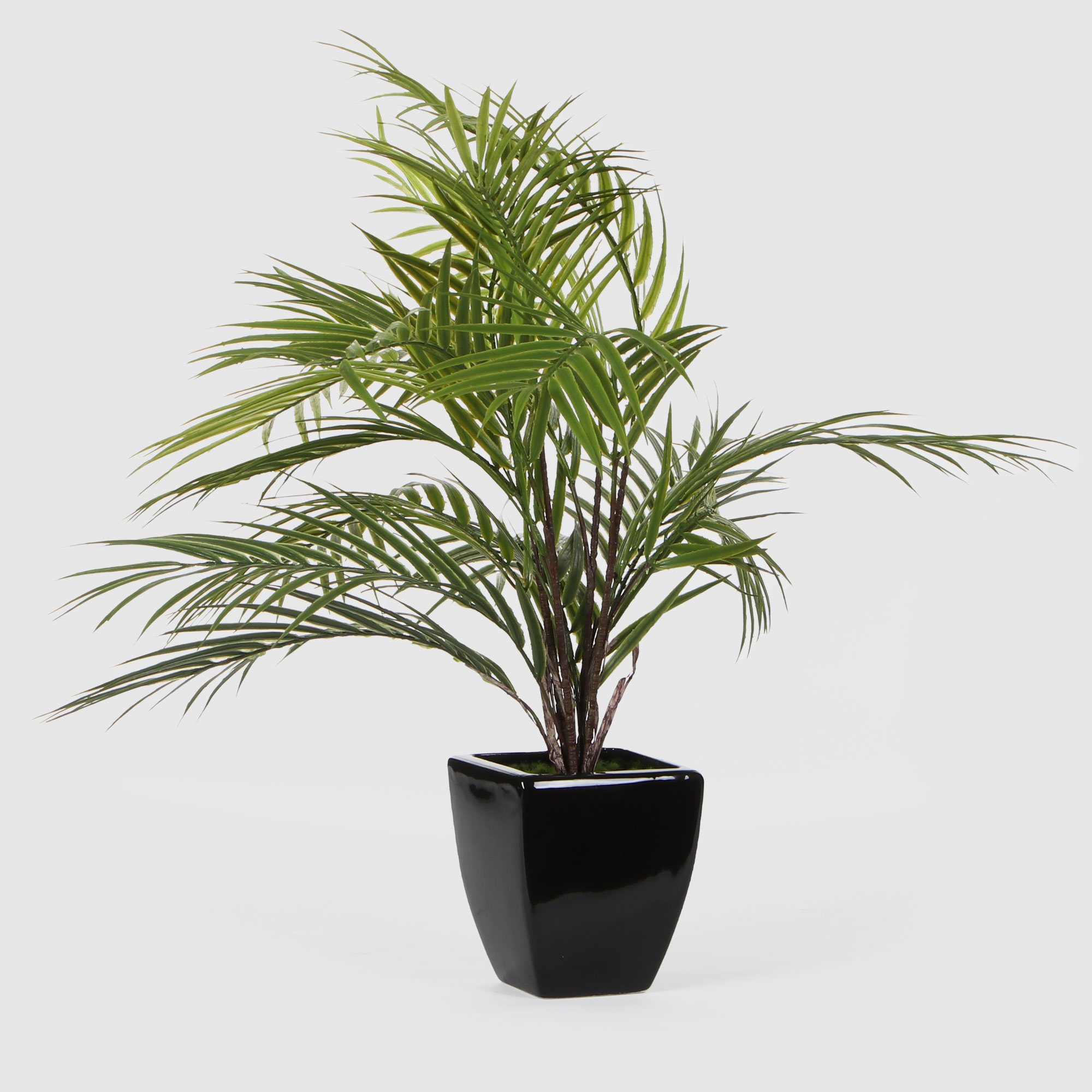 Куст пальмовый Конэко-О в черном кашпо 1013810158 60 см, цвет зеленый