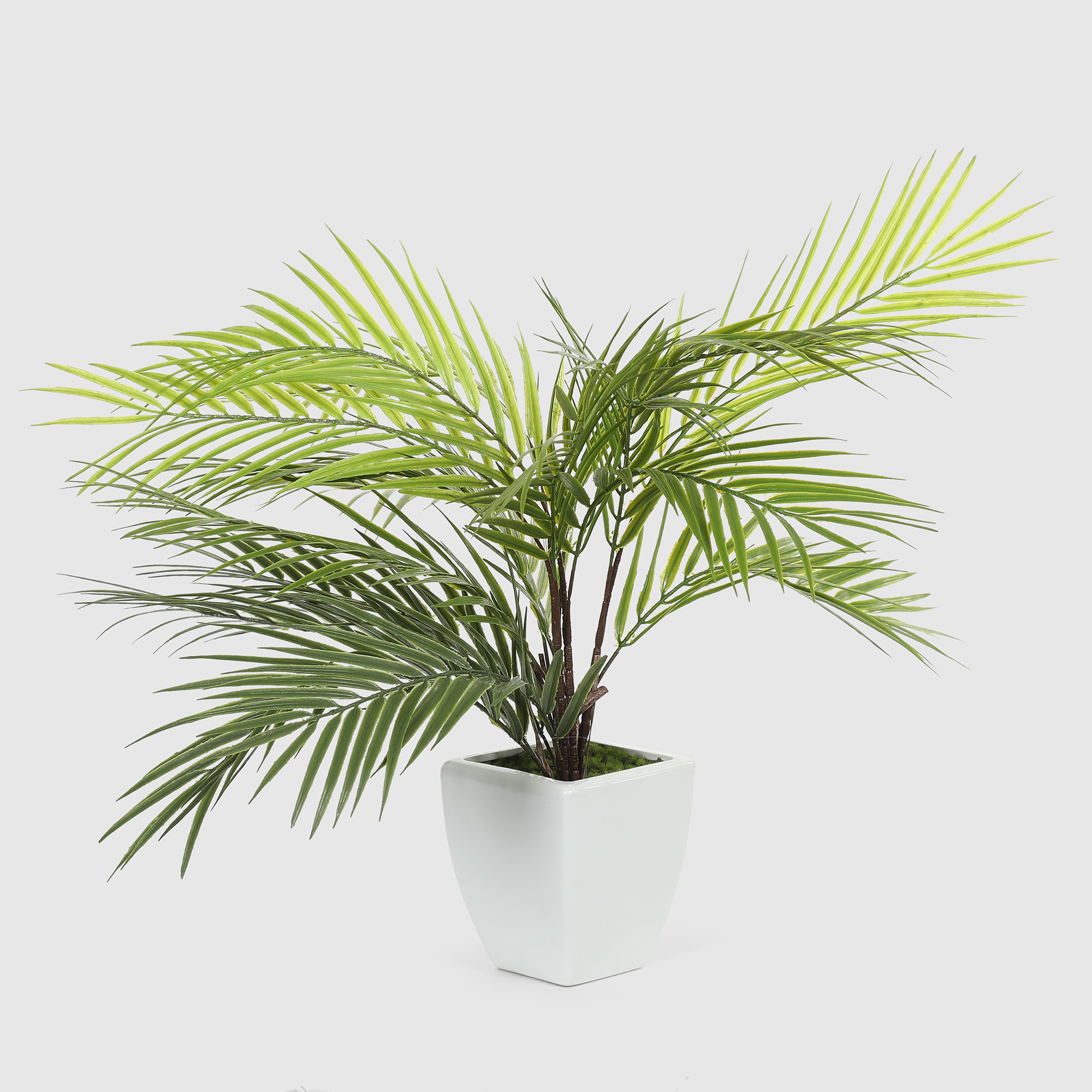 Куст пальмовый в белом кашпо Конэко-О 1013810159 60 см, цвет зеленый