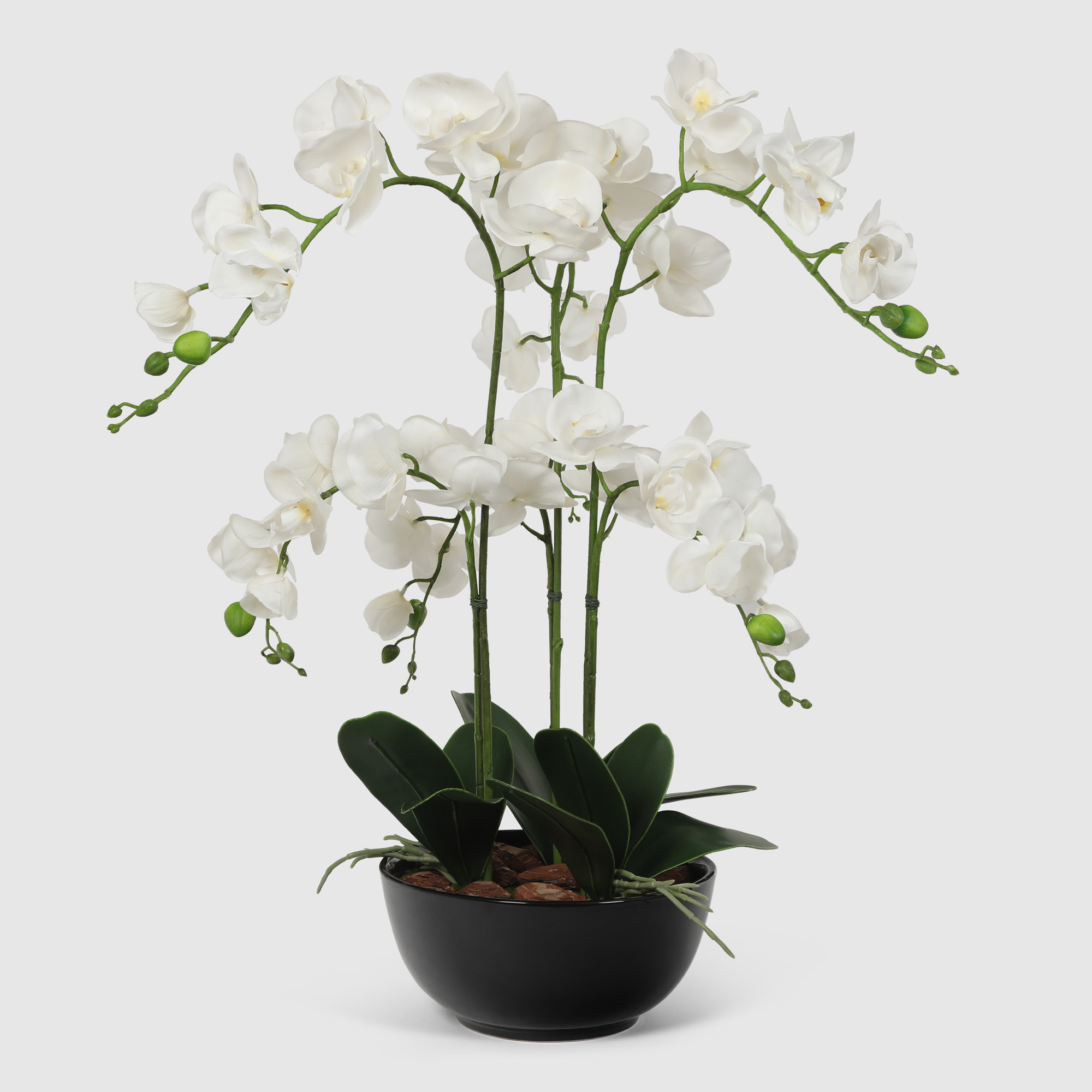 Орхидея Конэко-О 790_x3_10154 в черном кашпо 70 см