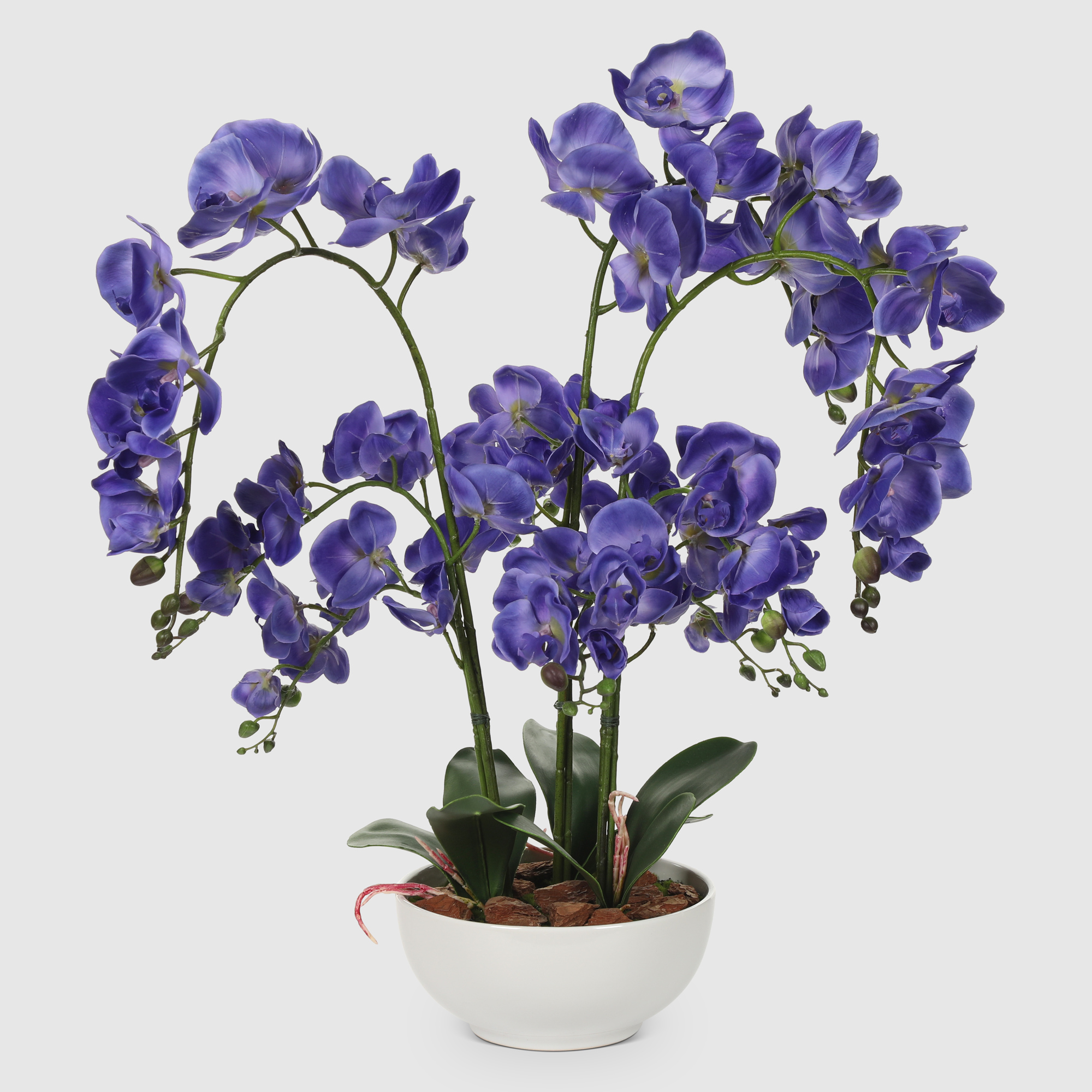 Орхидея Конэко-О 567_х6_676_x3 в белом кашпо 70 см, цвет фиолетовый