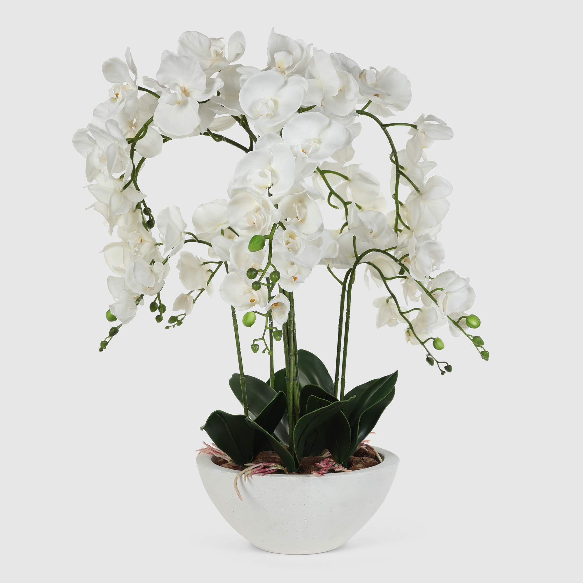композиция фитопарк орхидея в кашпо Орхидея Конэко-О 554_х5_657x5 в кашпо 70 см