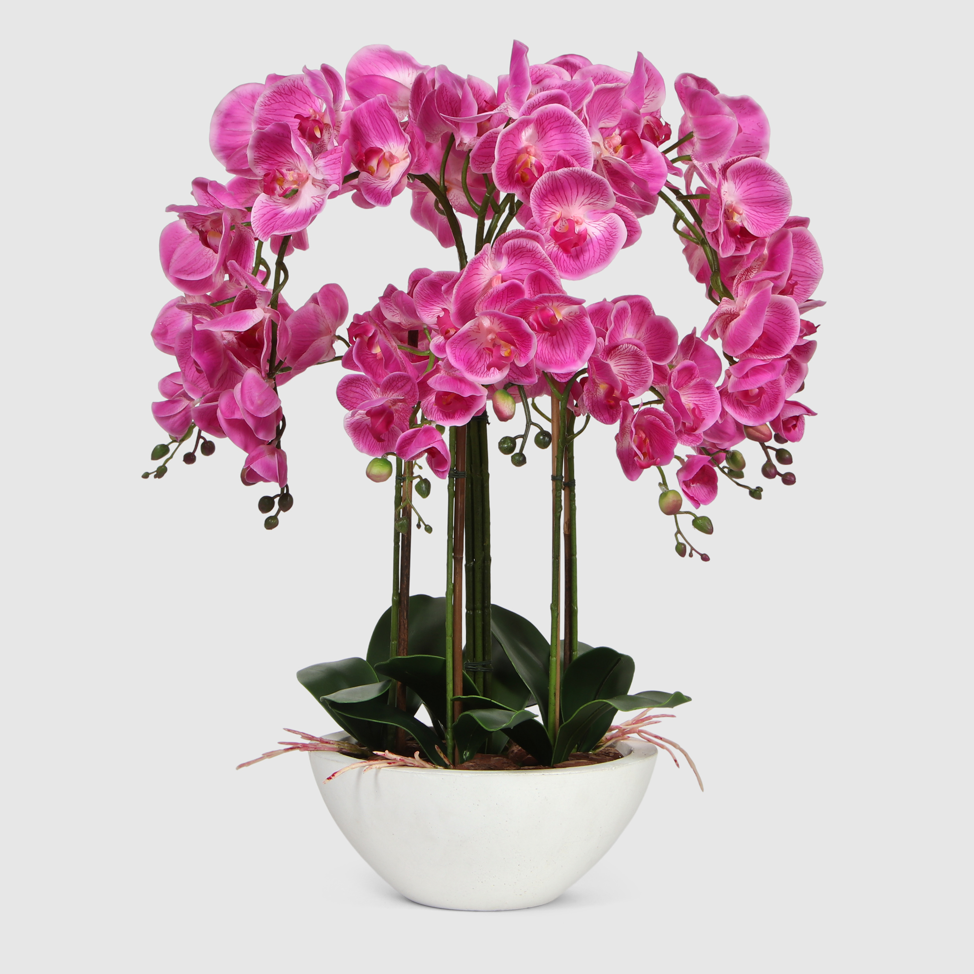 Орхидея Конэко-О 566_Х6_669X3 в белом кашпо 70 см