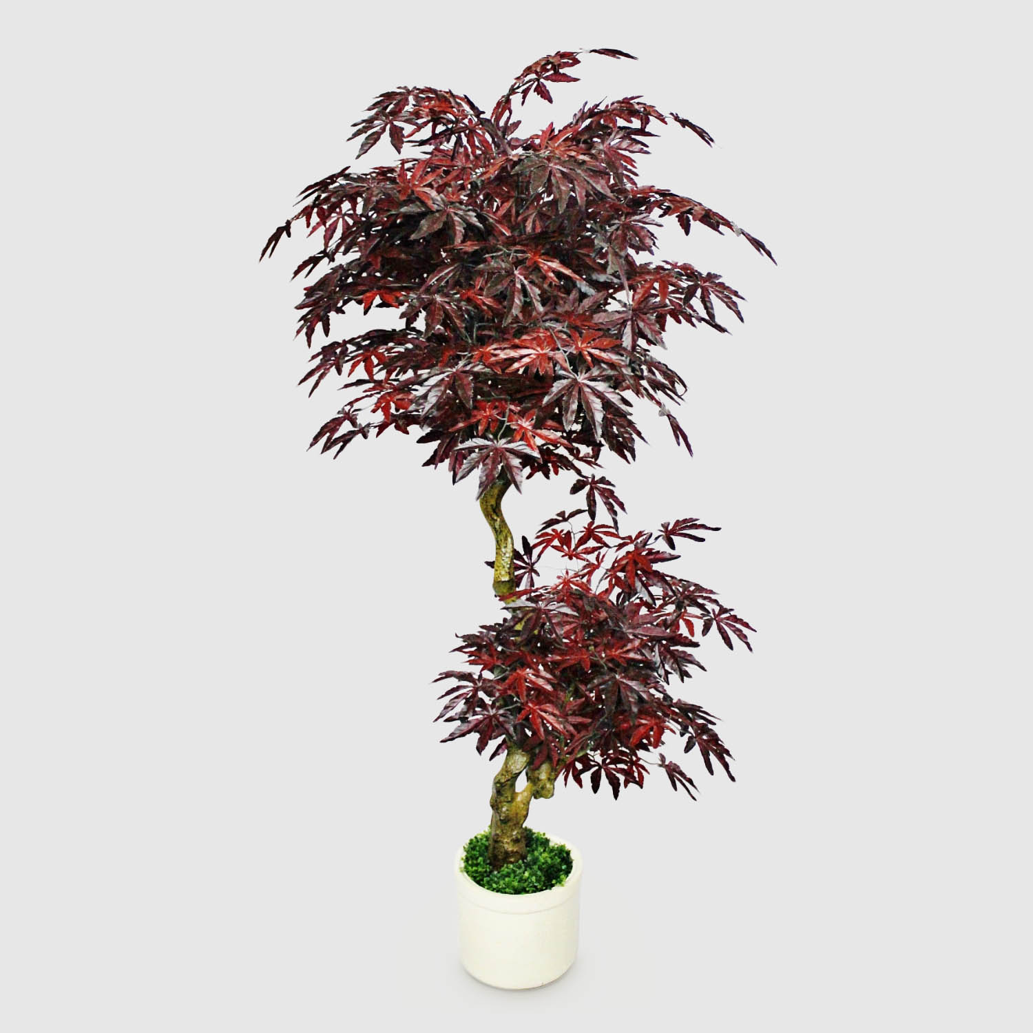 Клен тёмно-красный Конэко-О 165 см 27999₽