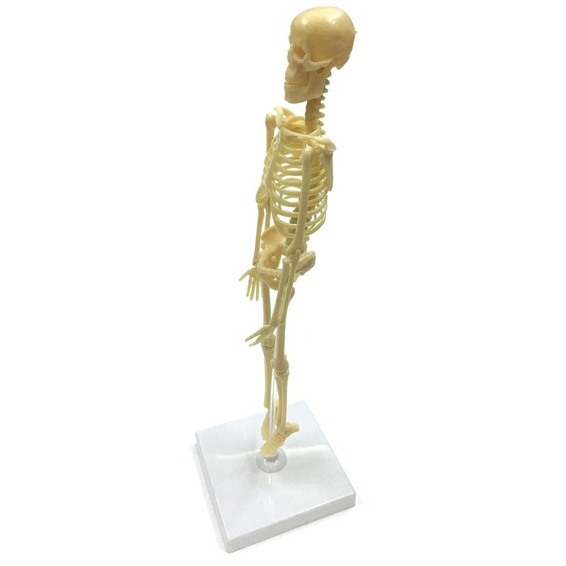 Исследовательский набор ND Play Скелет человека 1499₽