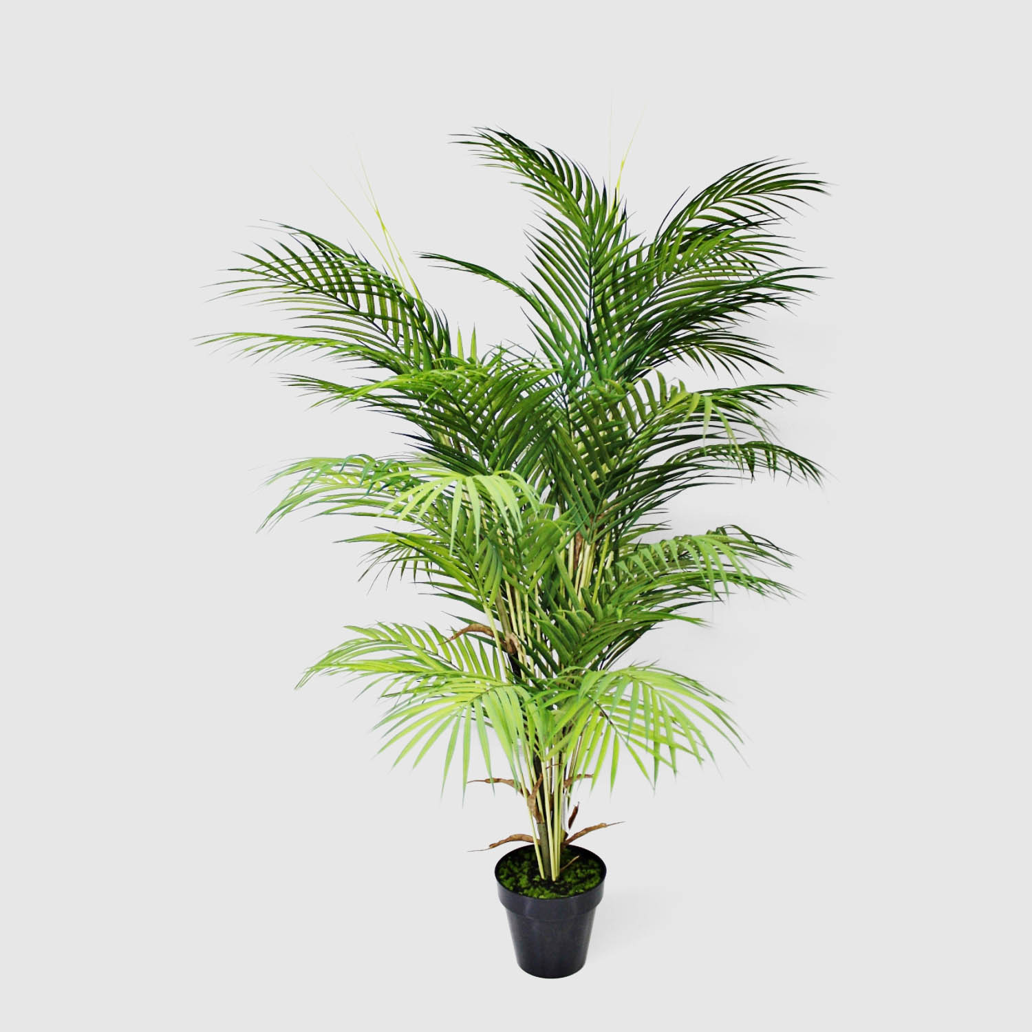 Пальма в кашпо Конэко-О высота 115 см