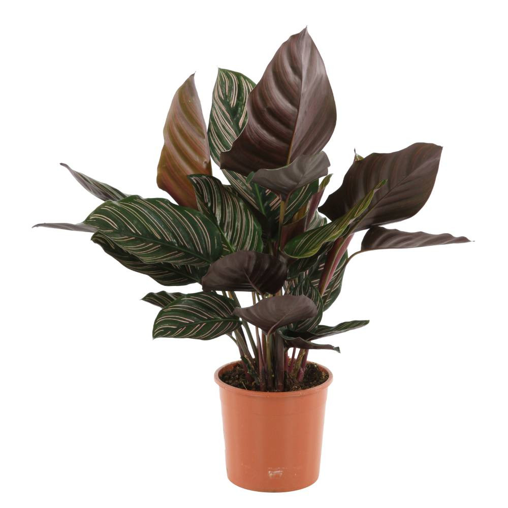 фото Калатея orangery calathea sanderiana 13/45