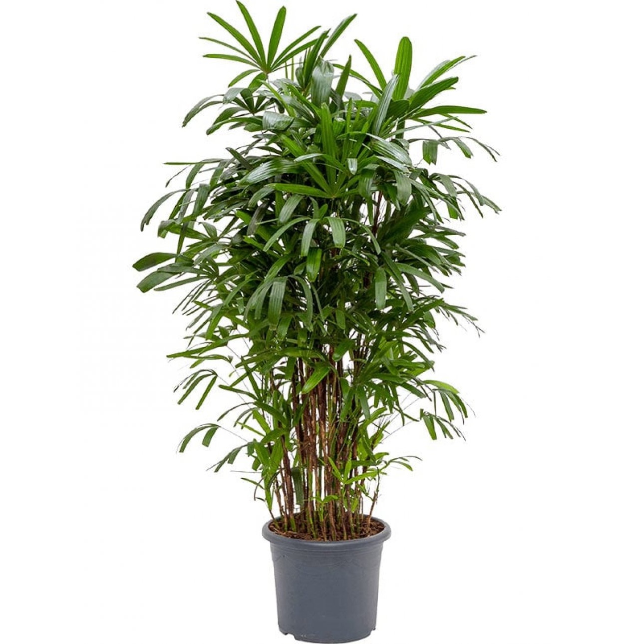 

Рапис Orangery rhapis excelsa 24/115