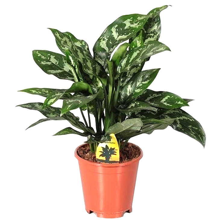 

Аглаонема Orangery aglaonema maria 15/45