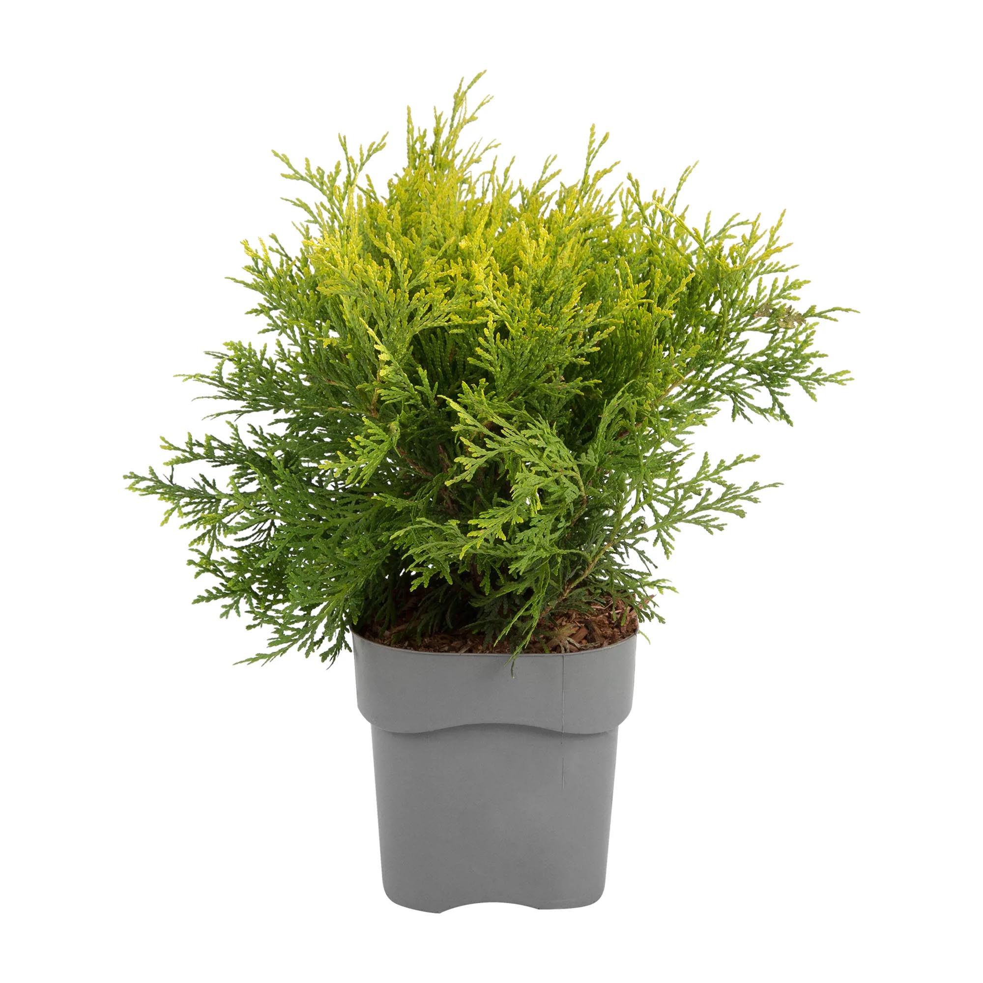 

Туя Orangery thuja tiny tim 17/40