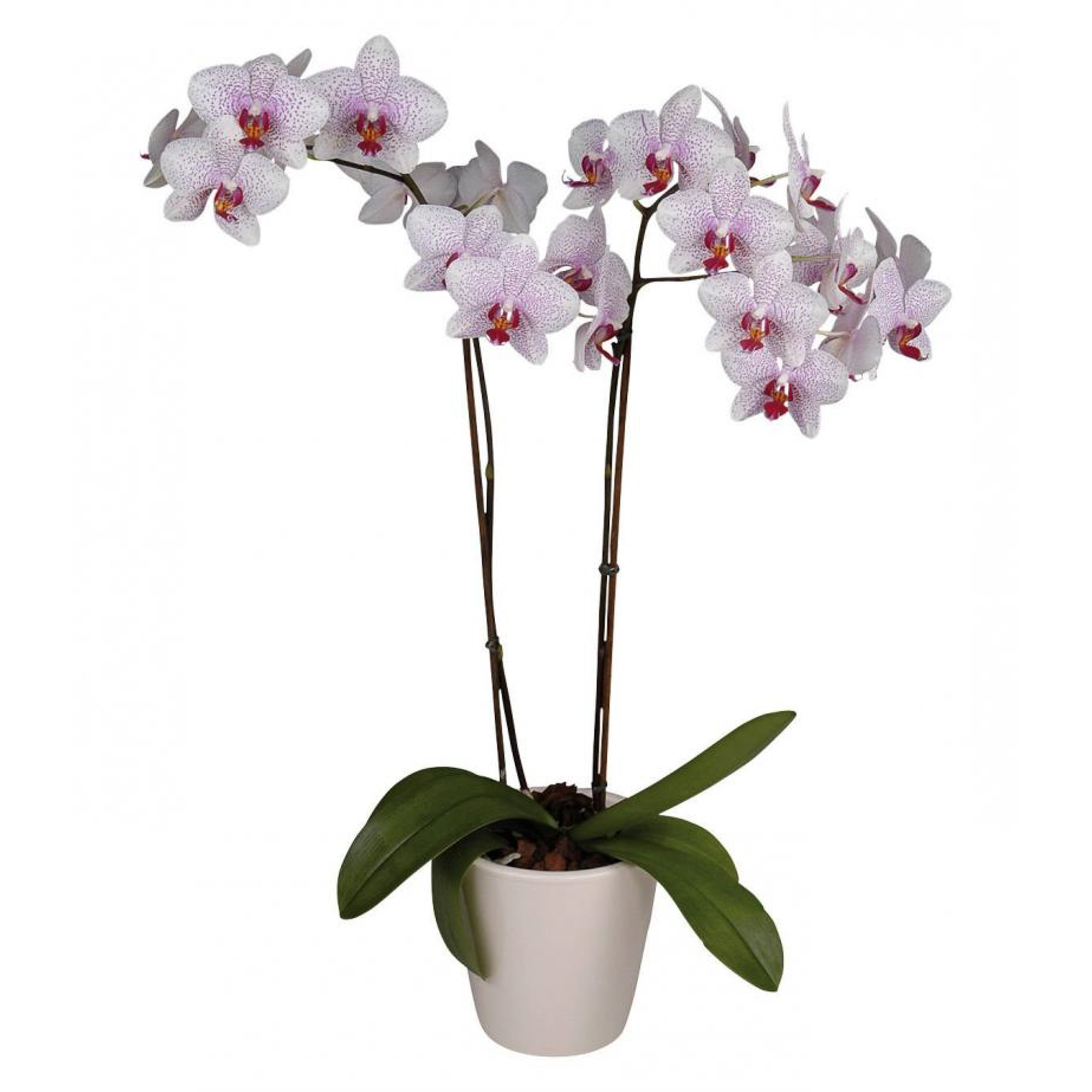 

Фаленопсис phal multiflora 12/45 (в ассортименте)