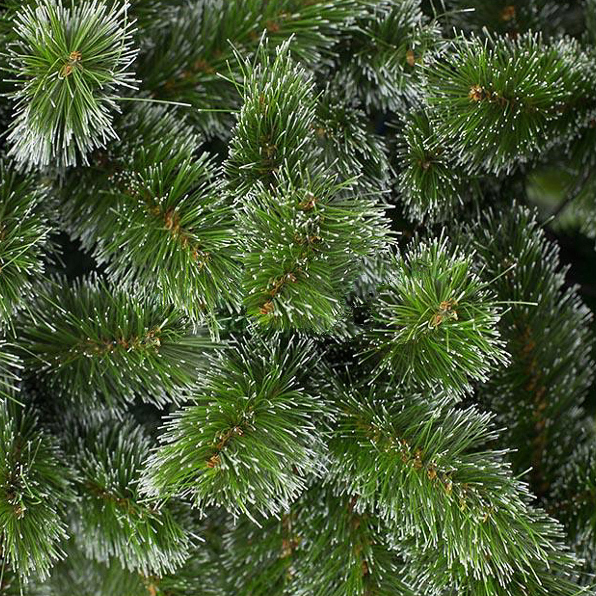 Ель искусственная Tree Classics/Prince Siberian Spruce 300 см (120-2121-755), цвет зеленый - фото 2