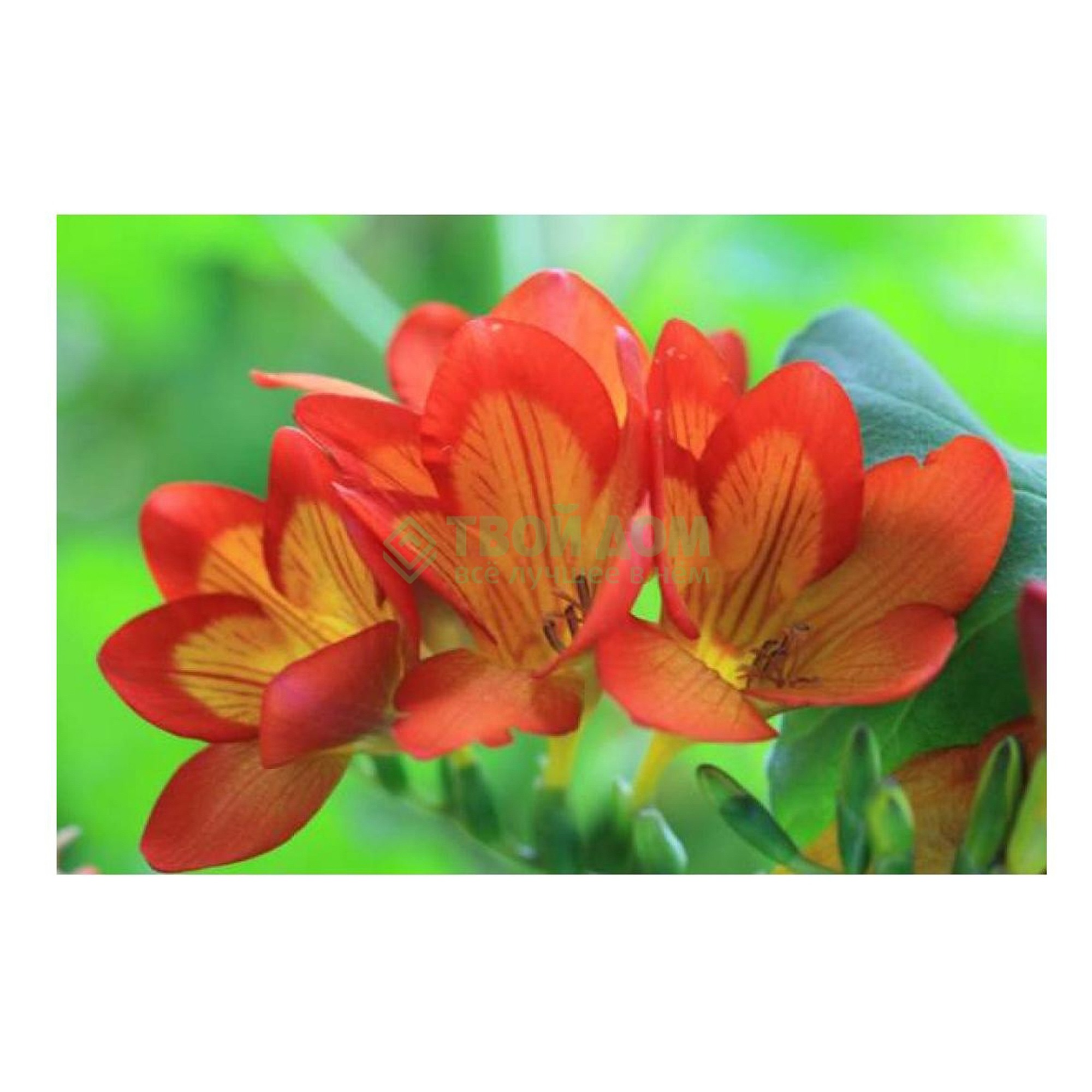 

Фрезия Simple Pleasures Freesia Orange 10шт