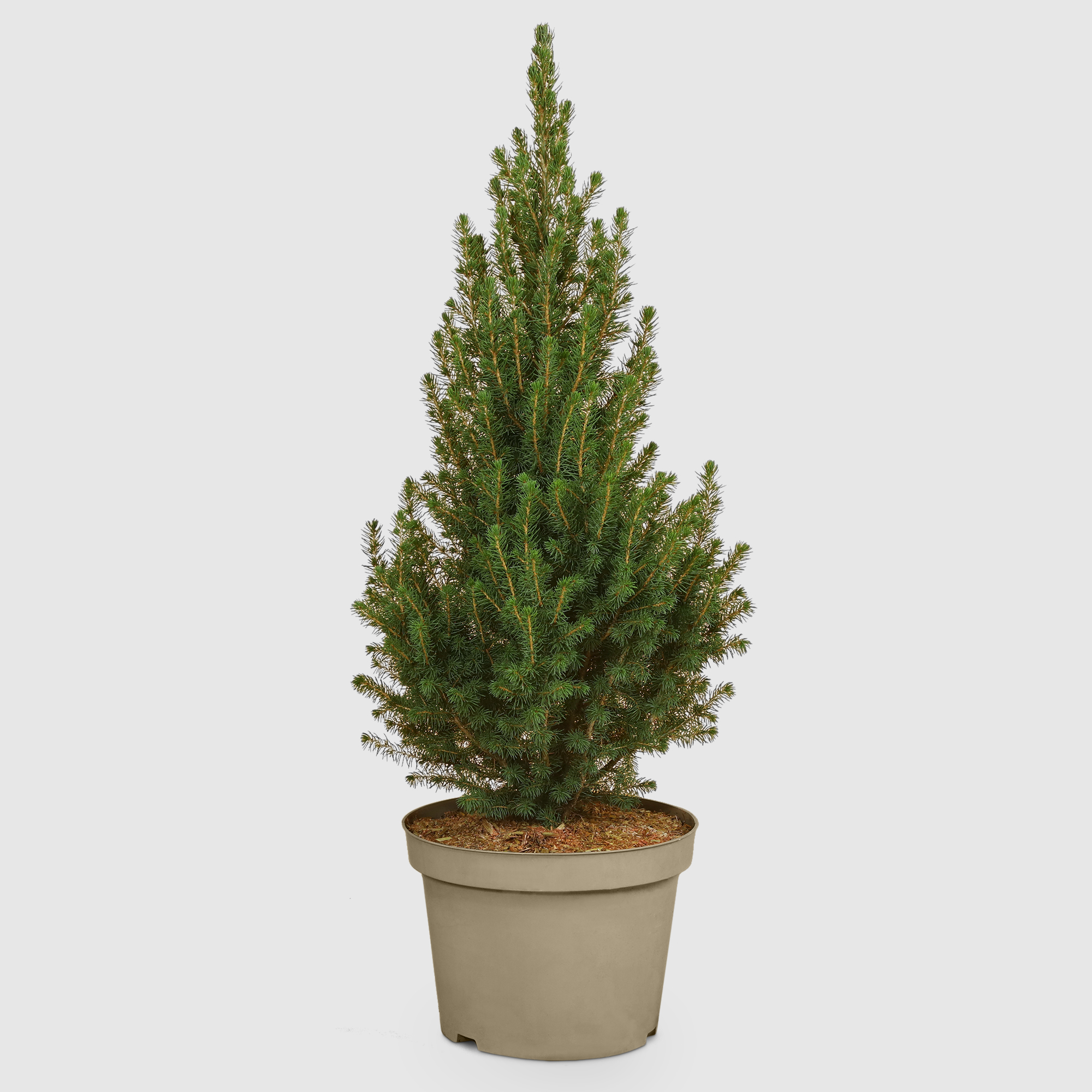 Ель Picea Glauca Conica Deco 32/90 см, цвет зеленый