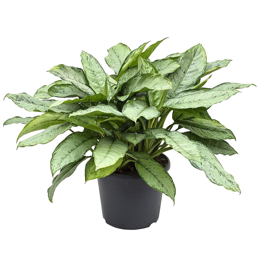 

Аглаонема Orangery aglaonema b.j.freedman 35/100