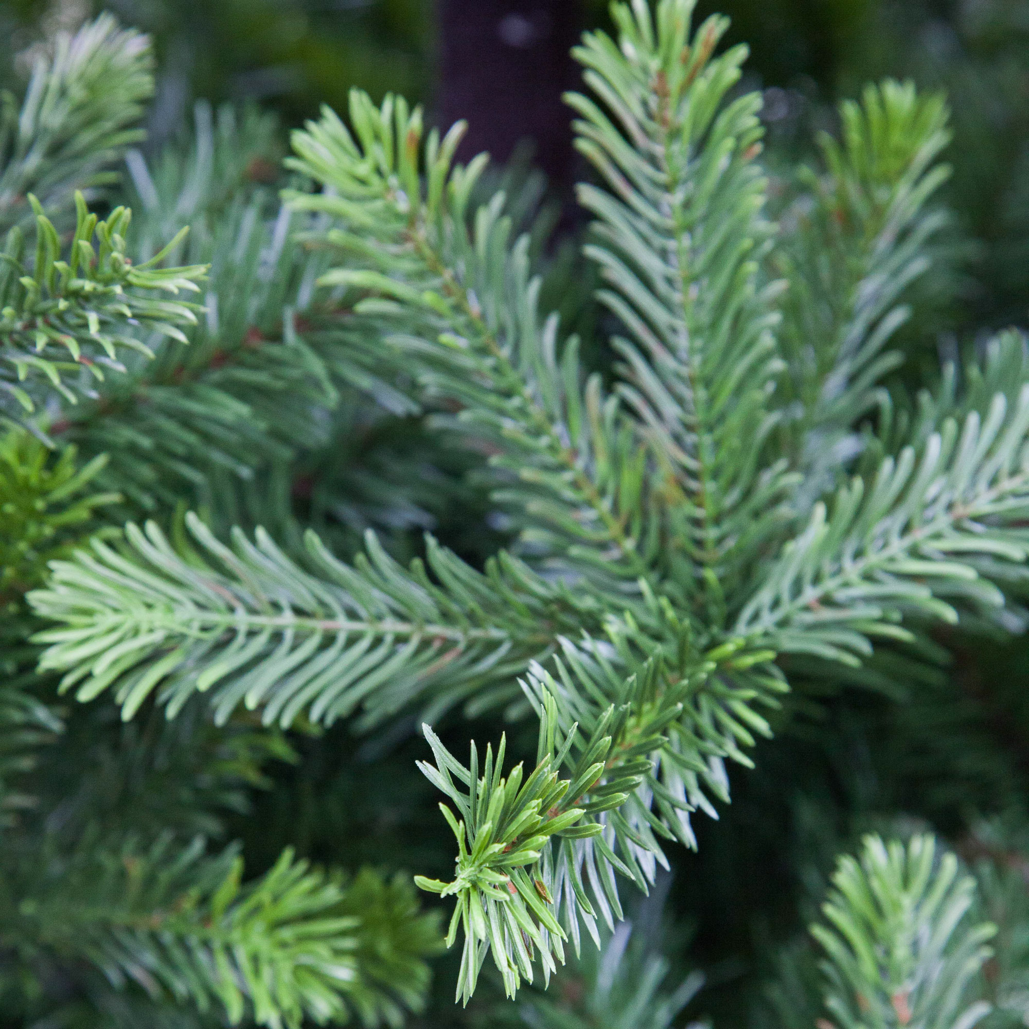 Ель искусственная Puleo cumberland Spruce 240 см (114-CUMG-80), цвет зеленый - фото 2