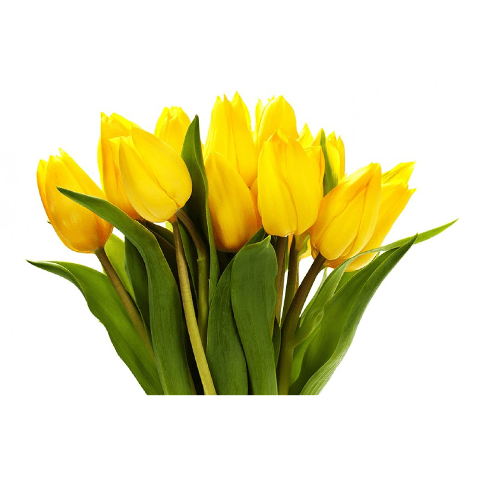 

Тюльпаны махровые букет 11 штук Вернисаж