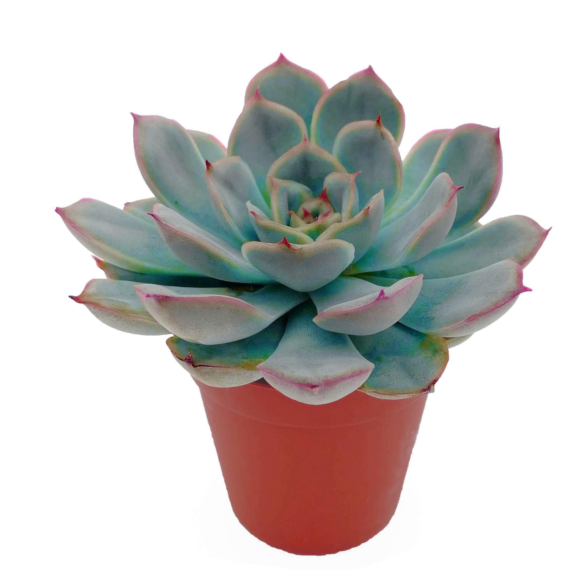 фото Эхеверия orangery echeveria mix 10.5/15