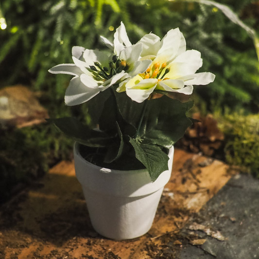 Цветок пуансеттии Koopman 16 см белый