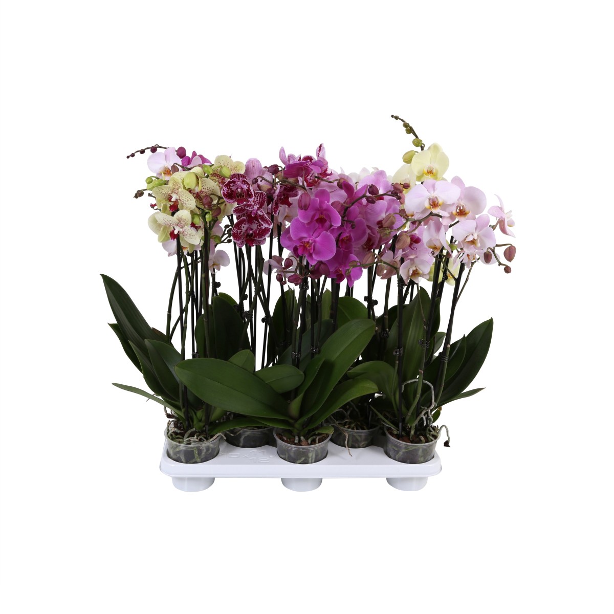 

Фаленопсис Orangery phalaenopsis mix 12/65 1pp