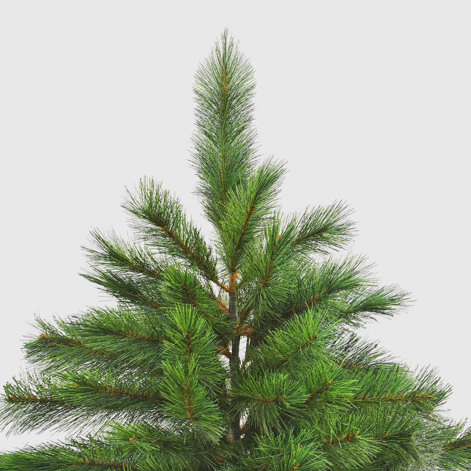 Ель новогодняя Imperial Tree Richmond Spruce 228см, цвет зеленый - фото 3