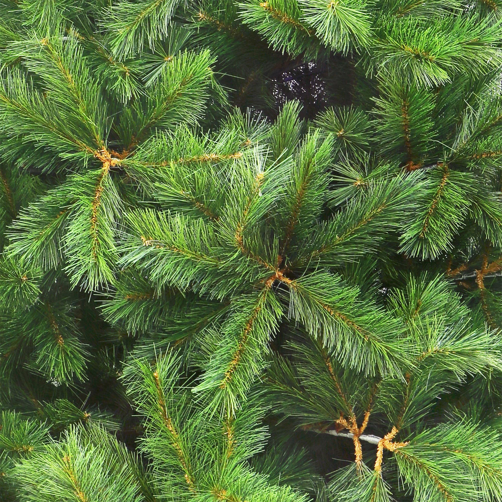 Ель новогодняя Imperial Tree Richmond Spruce 228см, цвет зеленый - фото 4