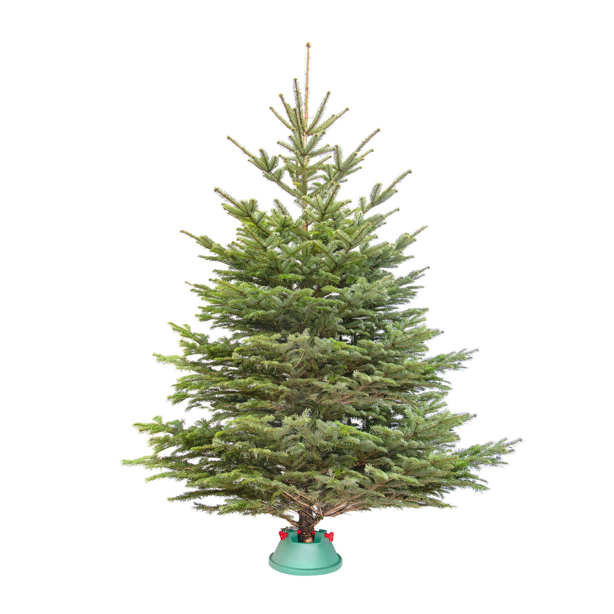 

Елка датская 2.75-3.00 м срезанная, Зеленый