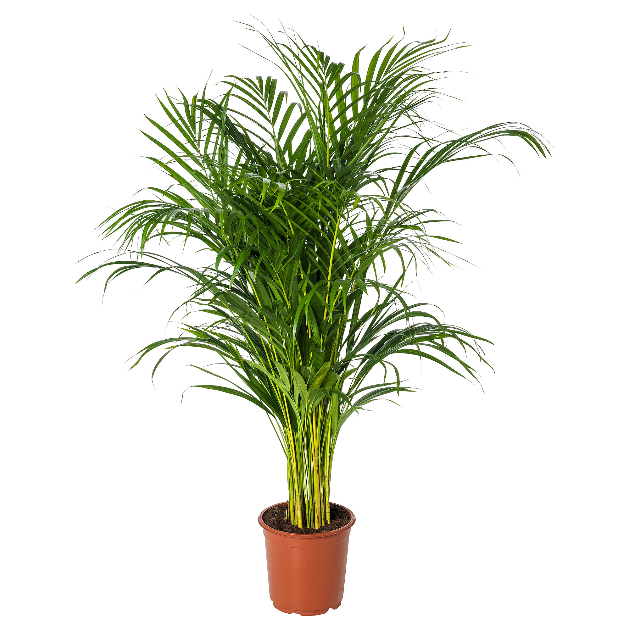 

Дипсис Orangery dypsis lutesc 34/180