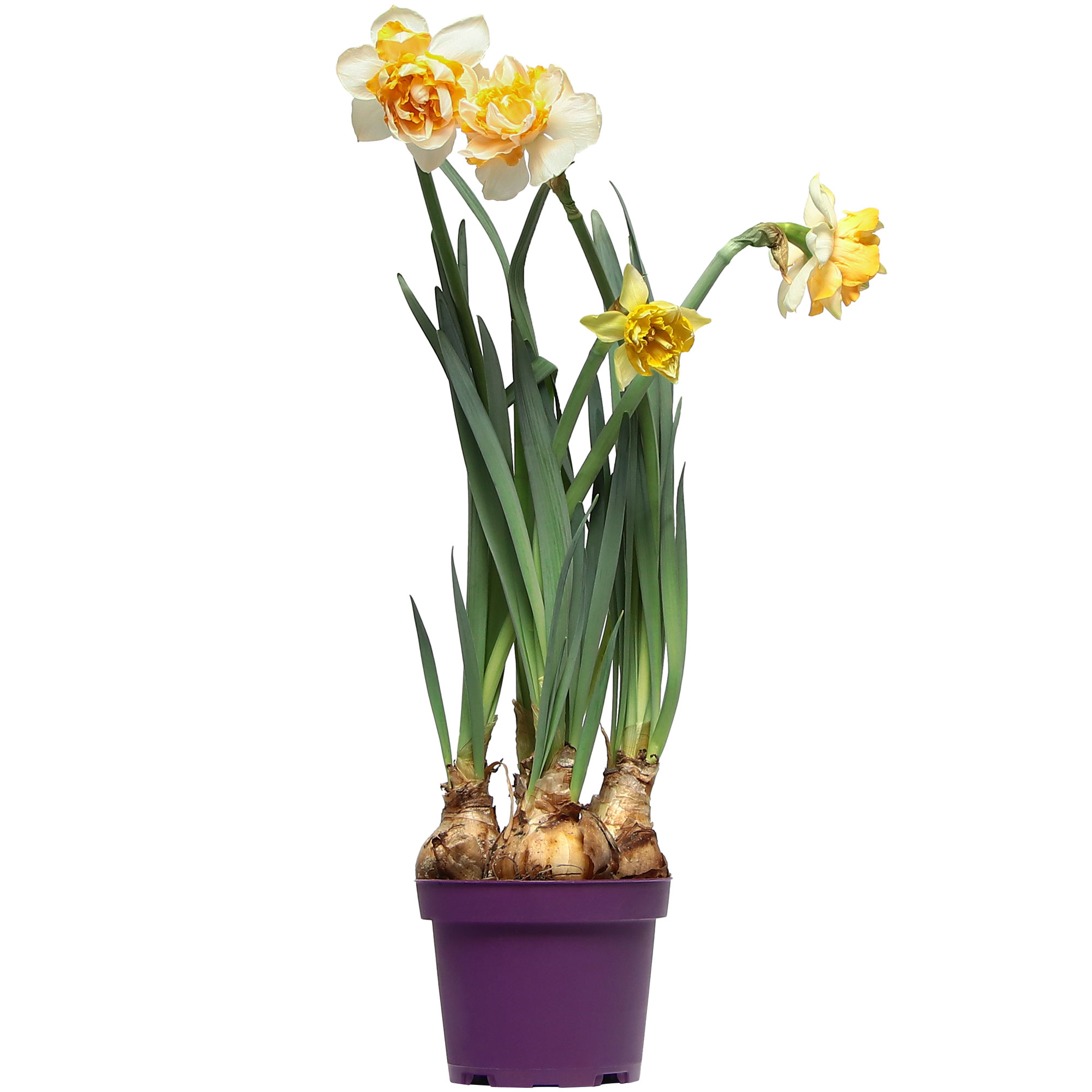 

Нарцисс Orangery narcissus flower surp.11/20 dk