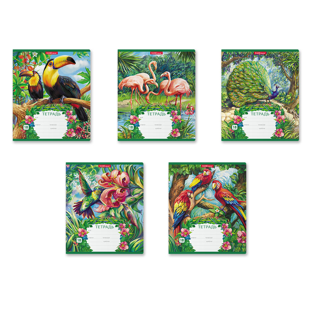 Тетрадь ErichKrause Экзотические птицы, 18 листов, клетка, цвет зелёный - фото 8