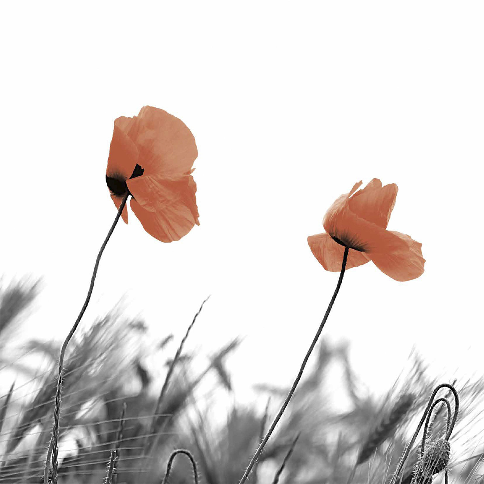 фото Салфетки paper+design two poppies 3-сл 33х33 см 20 шт