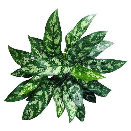 

Аглаонема Orangery aglaonema tigres 14/50