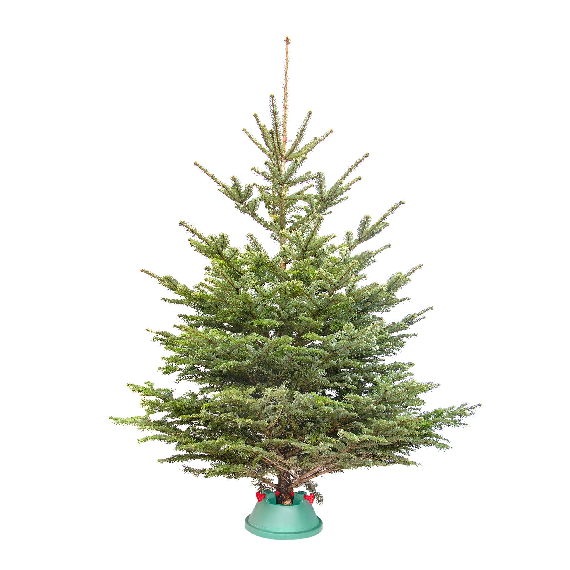 

Ель живая Picea датская 1,25-1,5 м срезанная, Зеленый