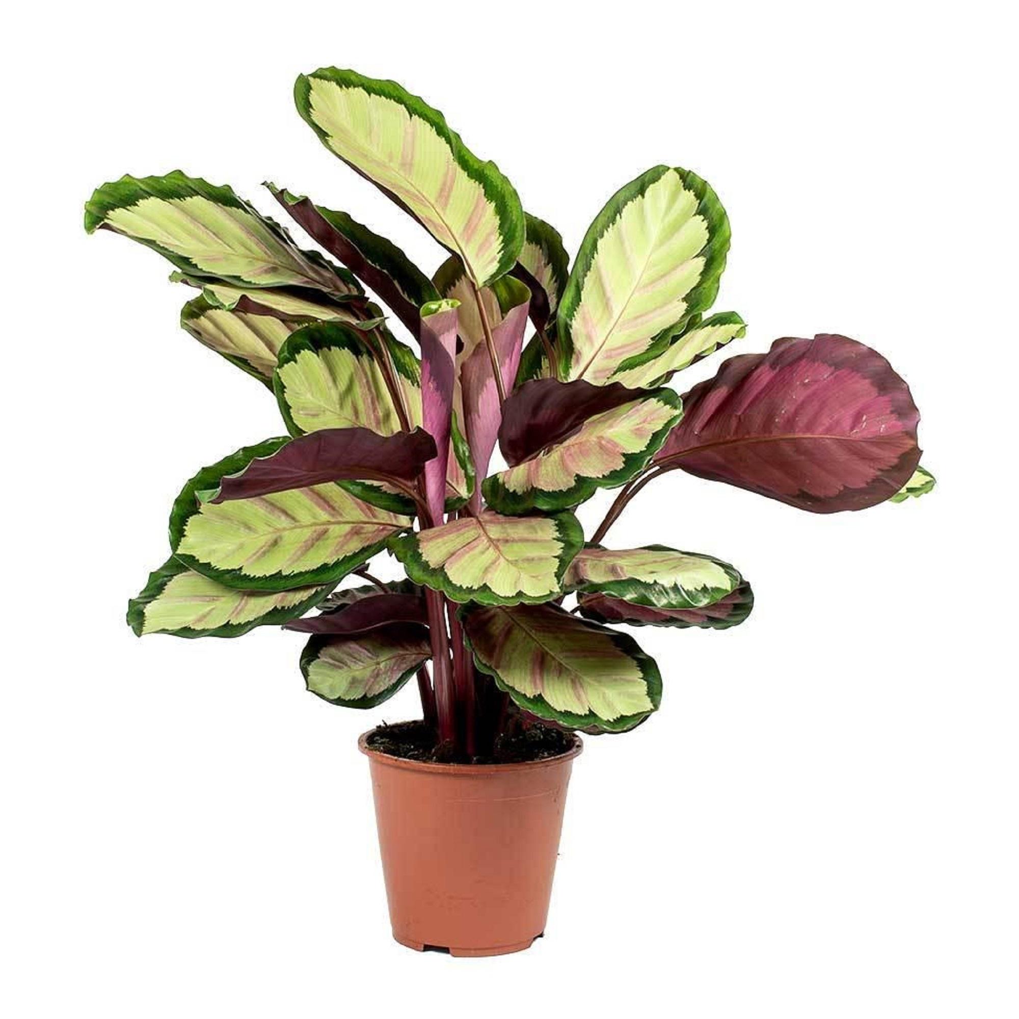 фото Калатея orangery calathea ros. cora 21/60