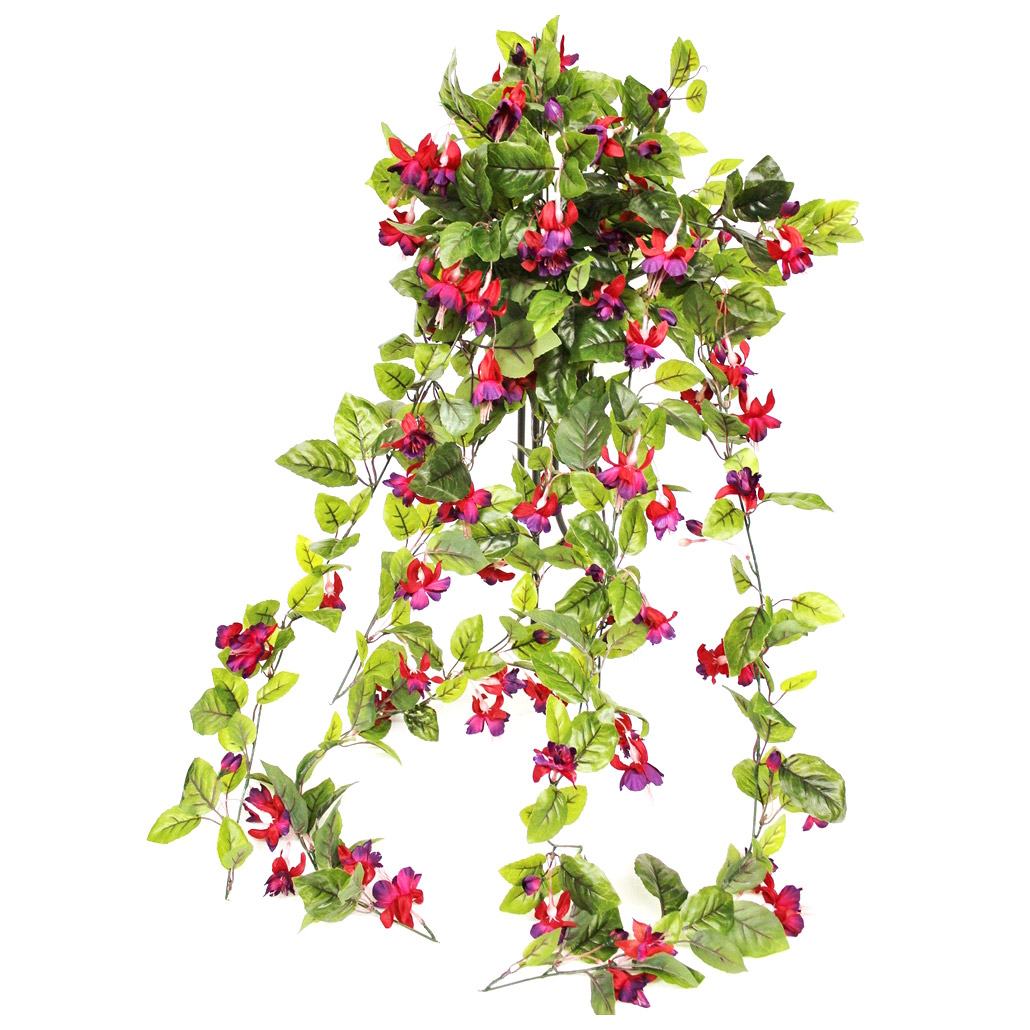 Лиана фуксия Конэко-О