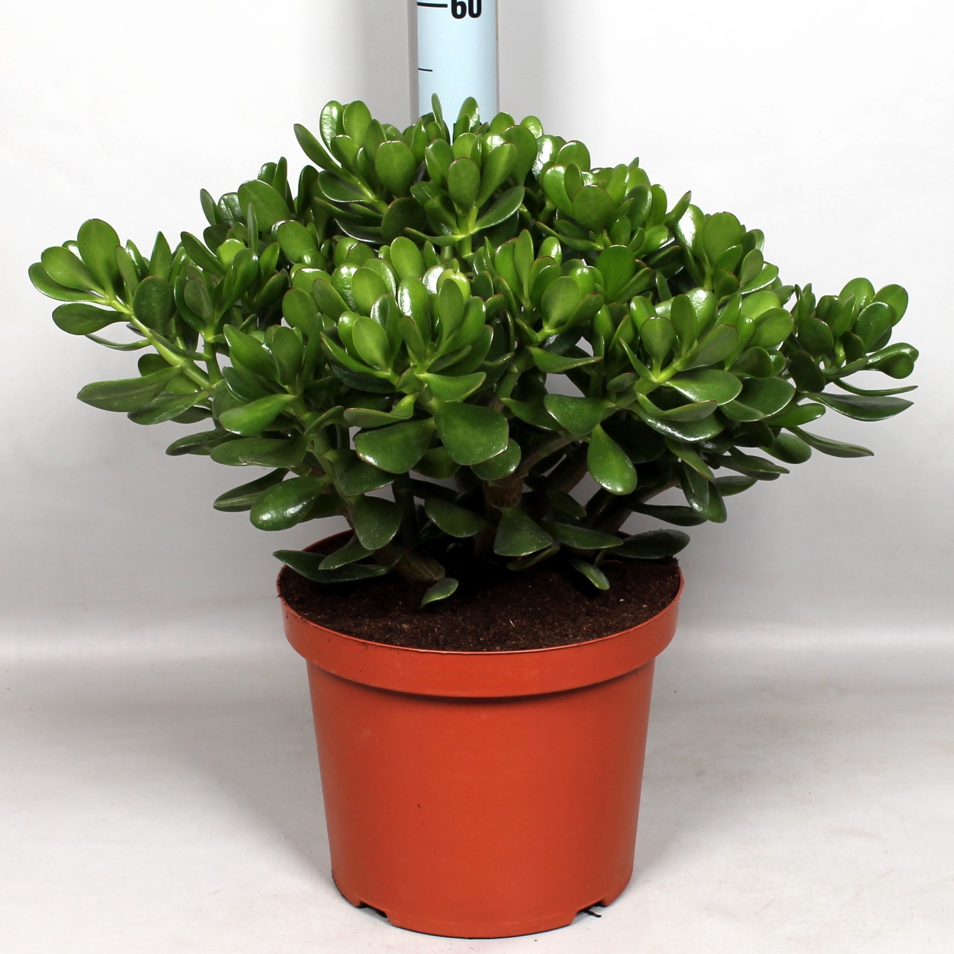 

Крассула Orangery crassula ovata 32/90