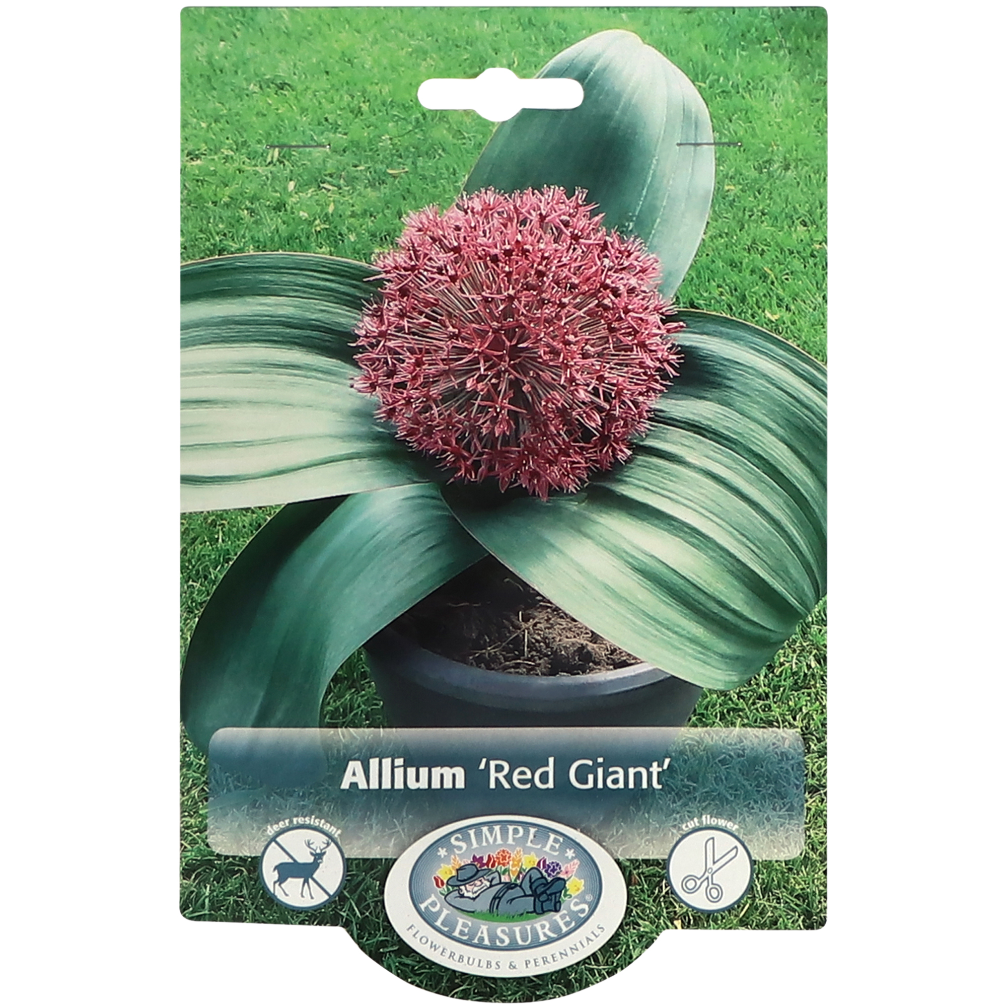 

Лук Simple Pleasures Red Giant 5 шт, Розовый