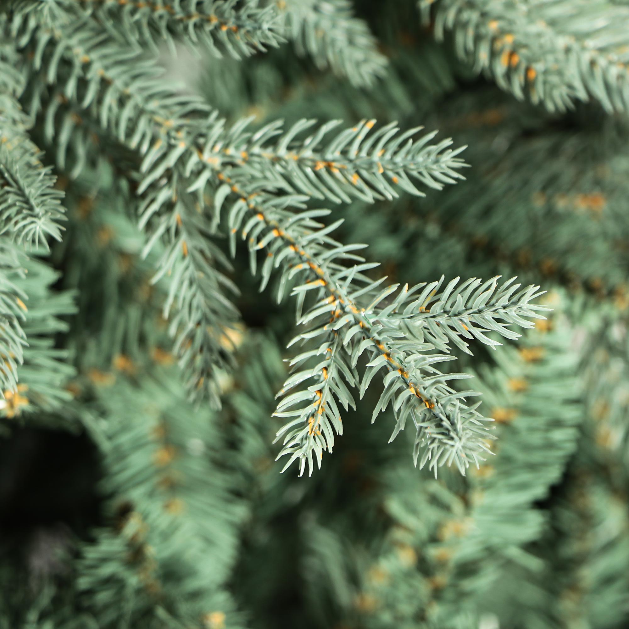 фото Ель новогодняя national tree buckingham blu spruce 225 см