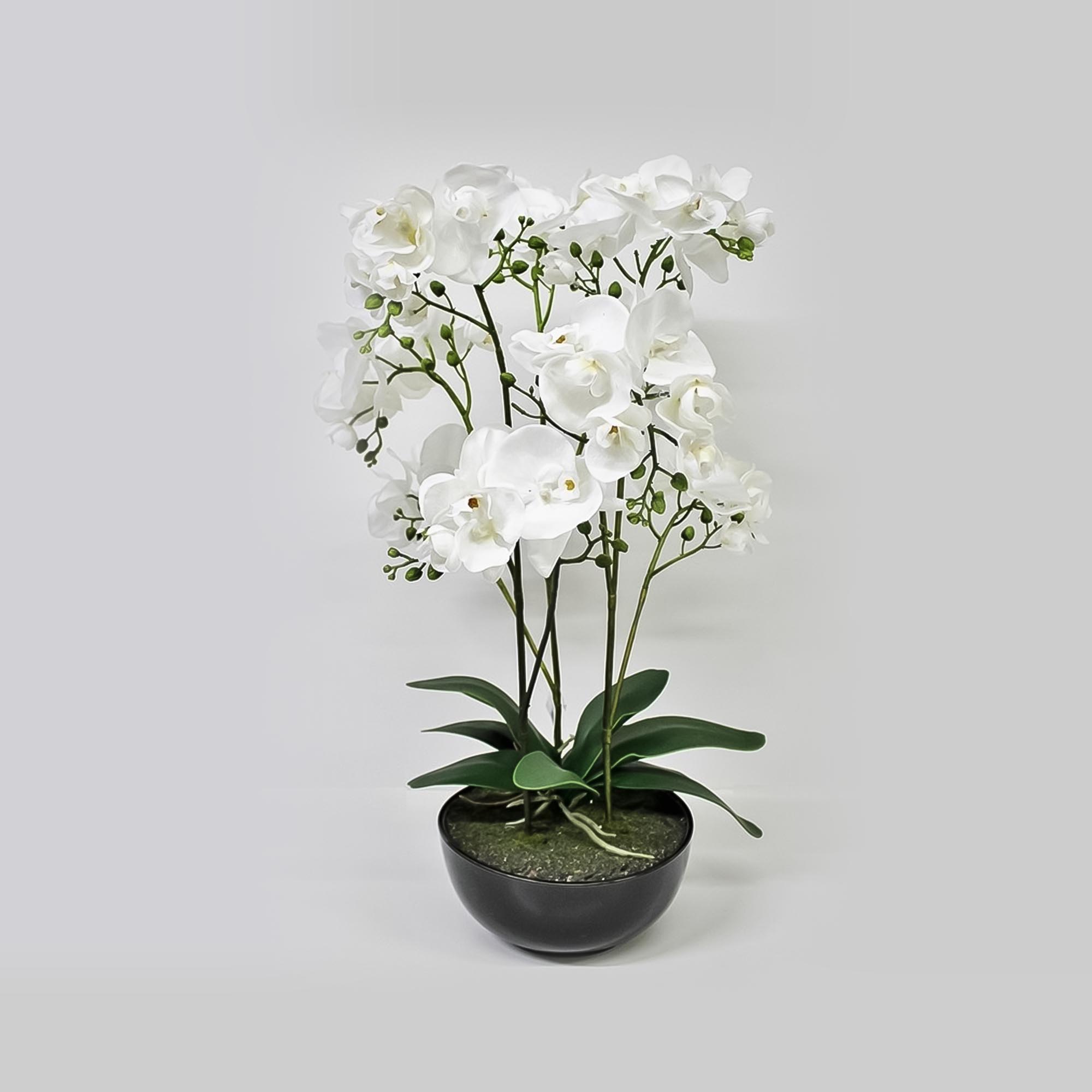 фото Орхидея фаленопсис конэко-о в кашпо 70 см