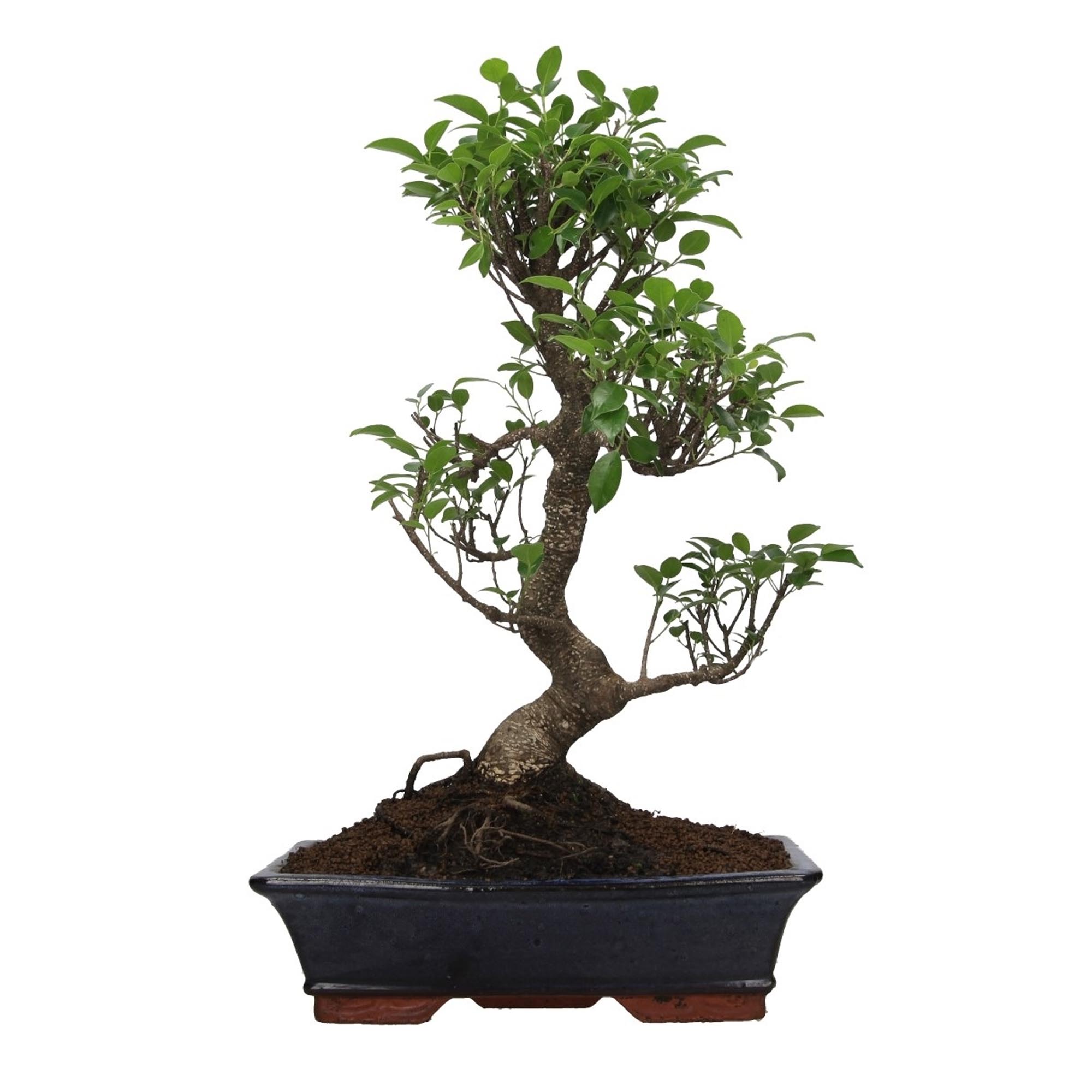 

Бонсай Orangery bonsai ficus retusa 20/35 s-type