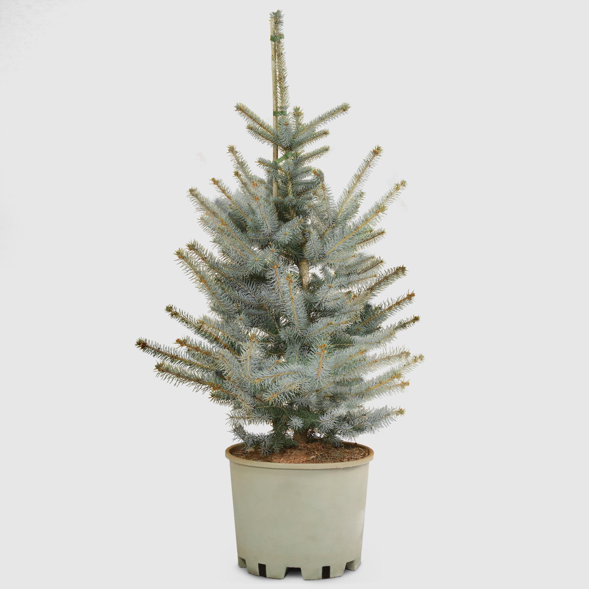 Ель Picea Pung Edith 38/100 см, цвет зеленый